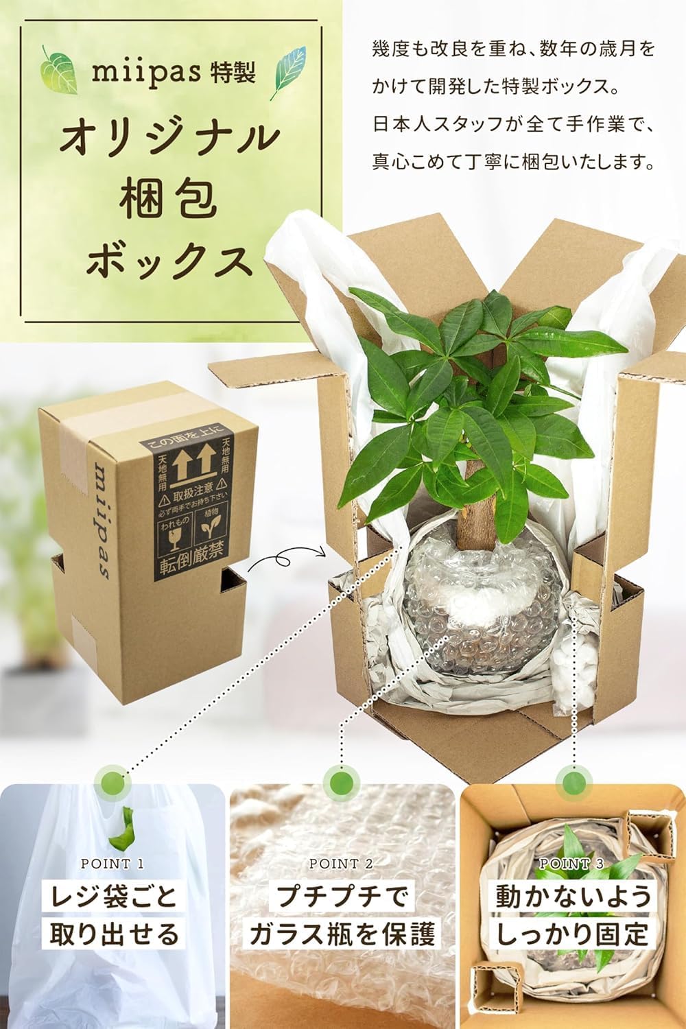 ガジュマル 陶器鉢 2号ポット – miipas
