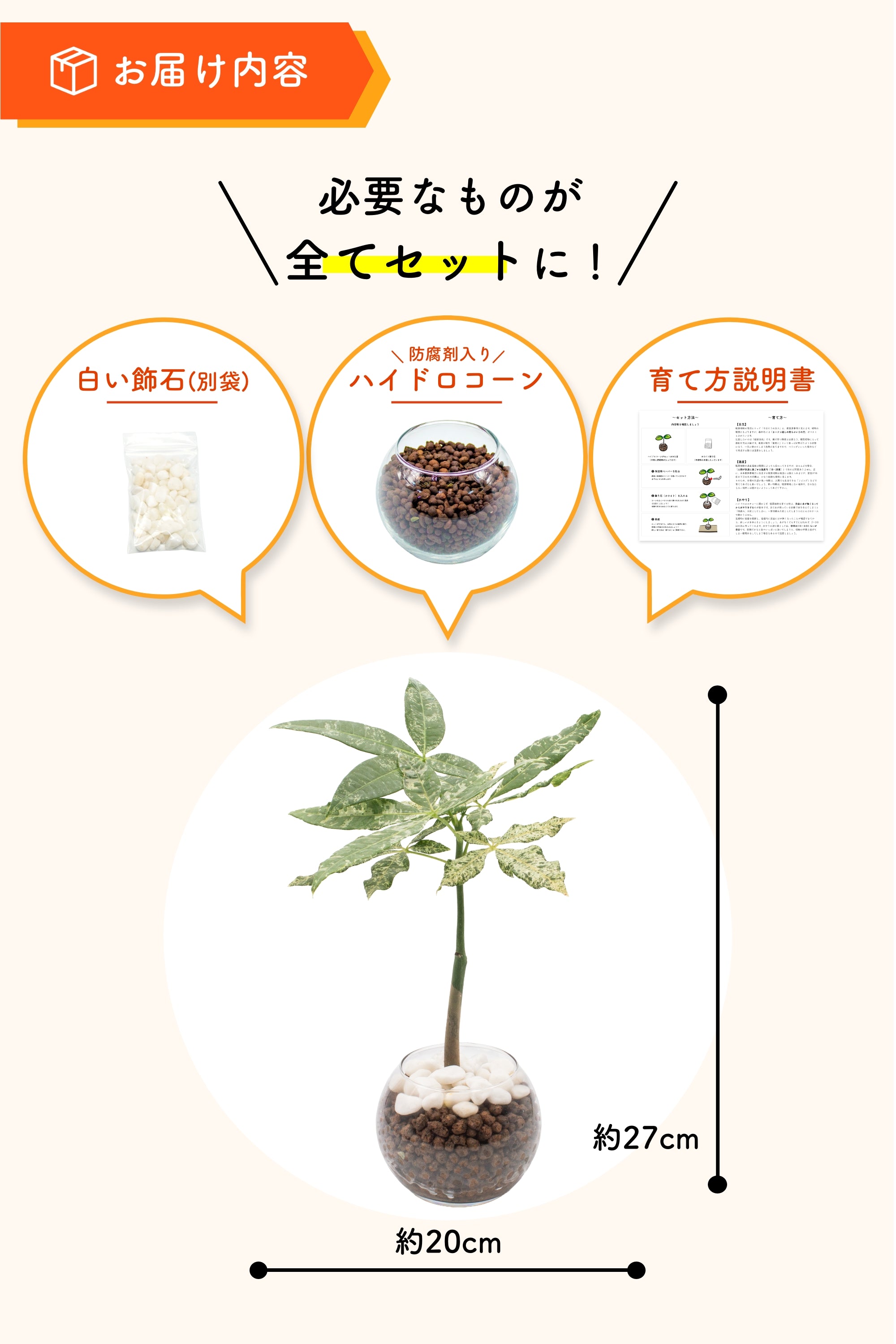 在庫残りわずか！希少種の数量限定】斑入りパキラ ミルキーウェイ