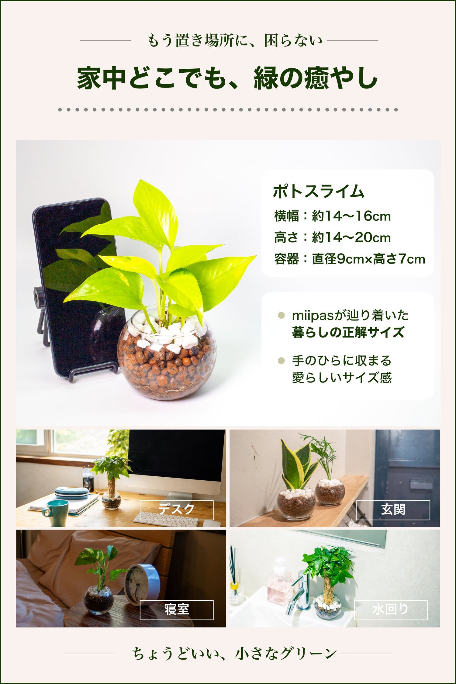 ＜数量限定復活＞ポトスライム ハイドロカルチャー
