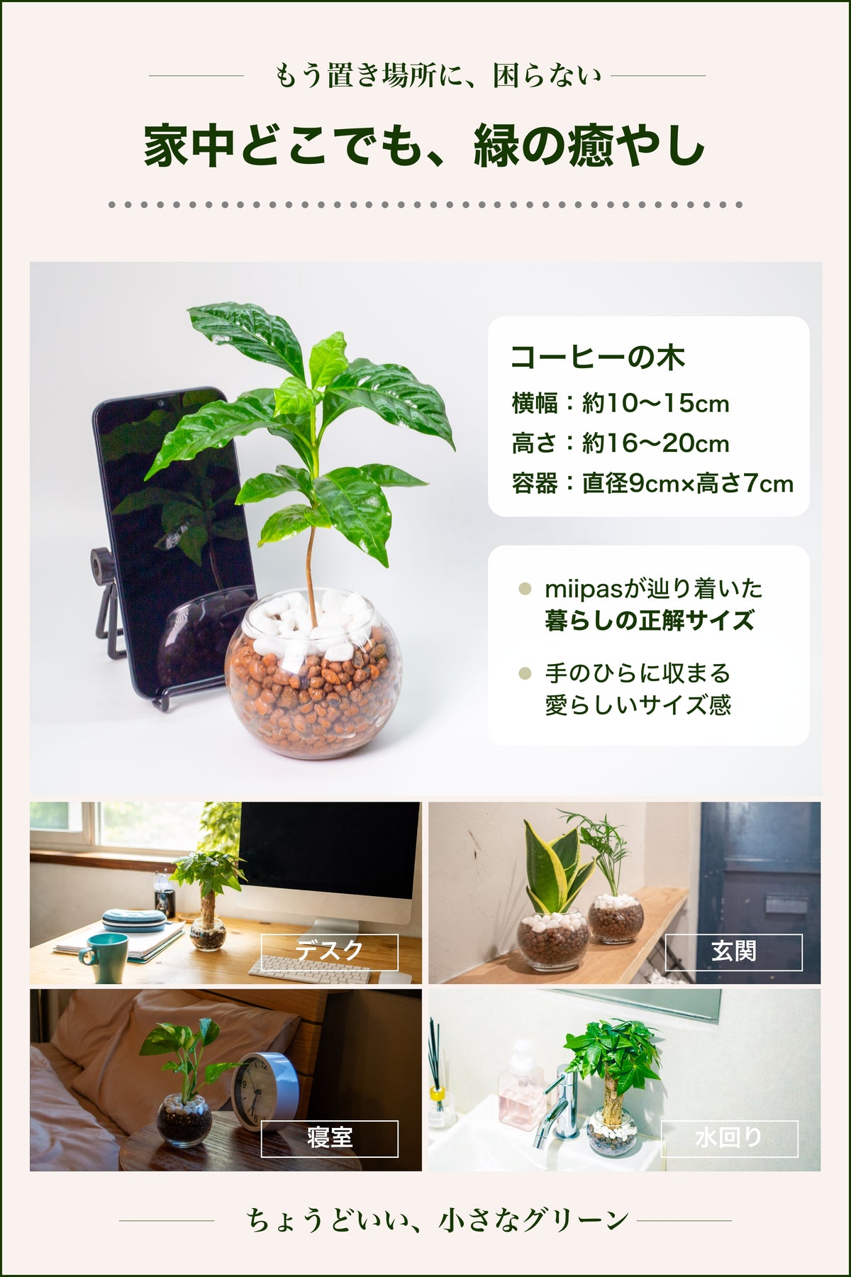 コーヒーの木 ハイドロカルチャー