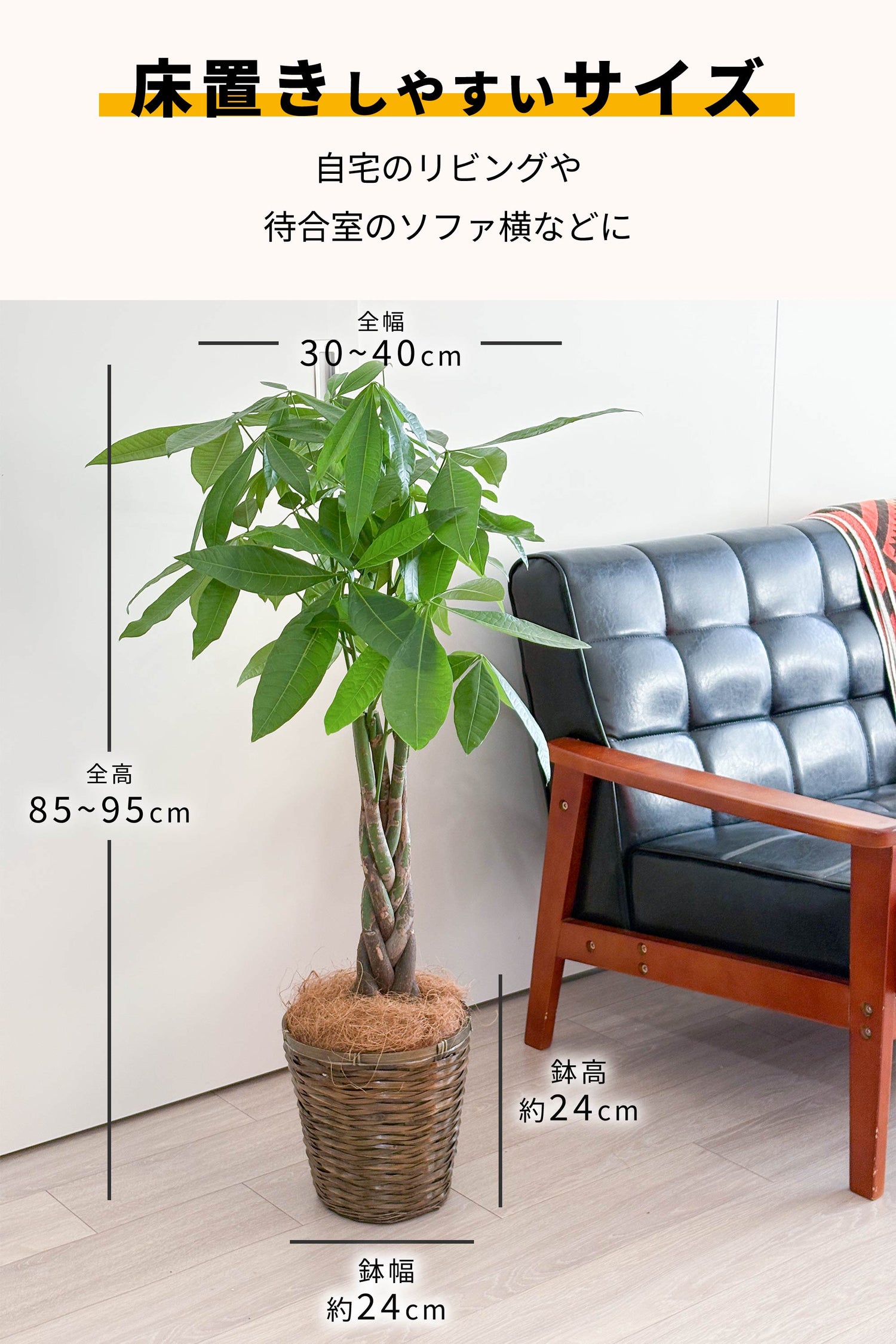 パキラ 7号鉢 編み込み鉢カバー