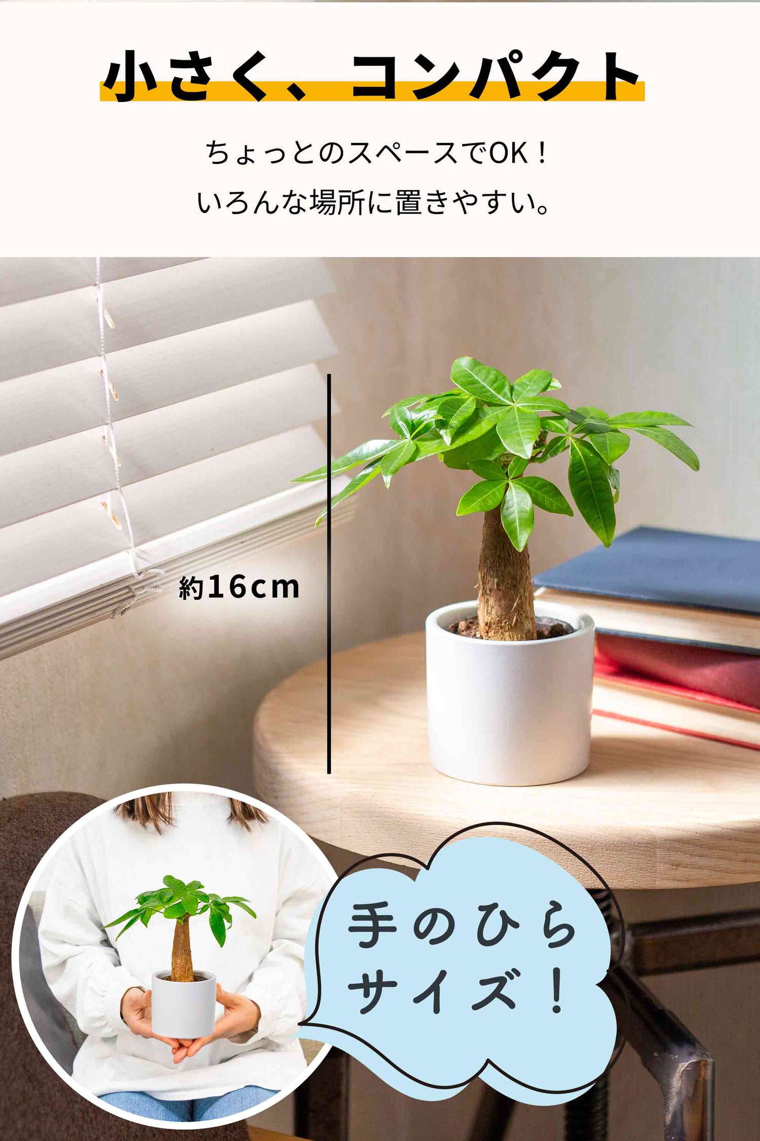 パキラ 陶器鉢 2号ポット