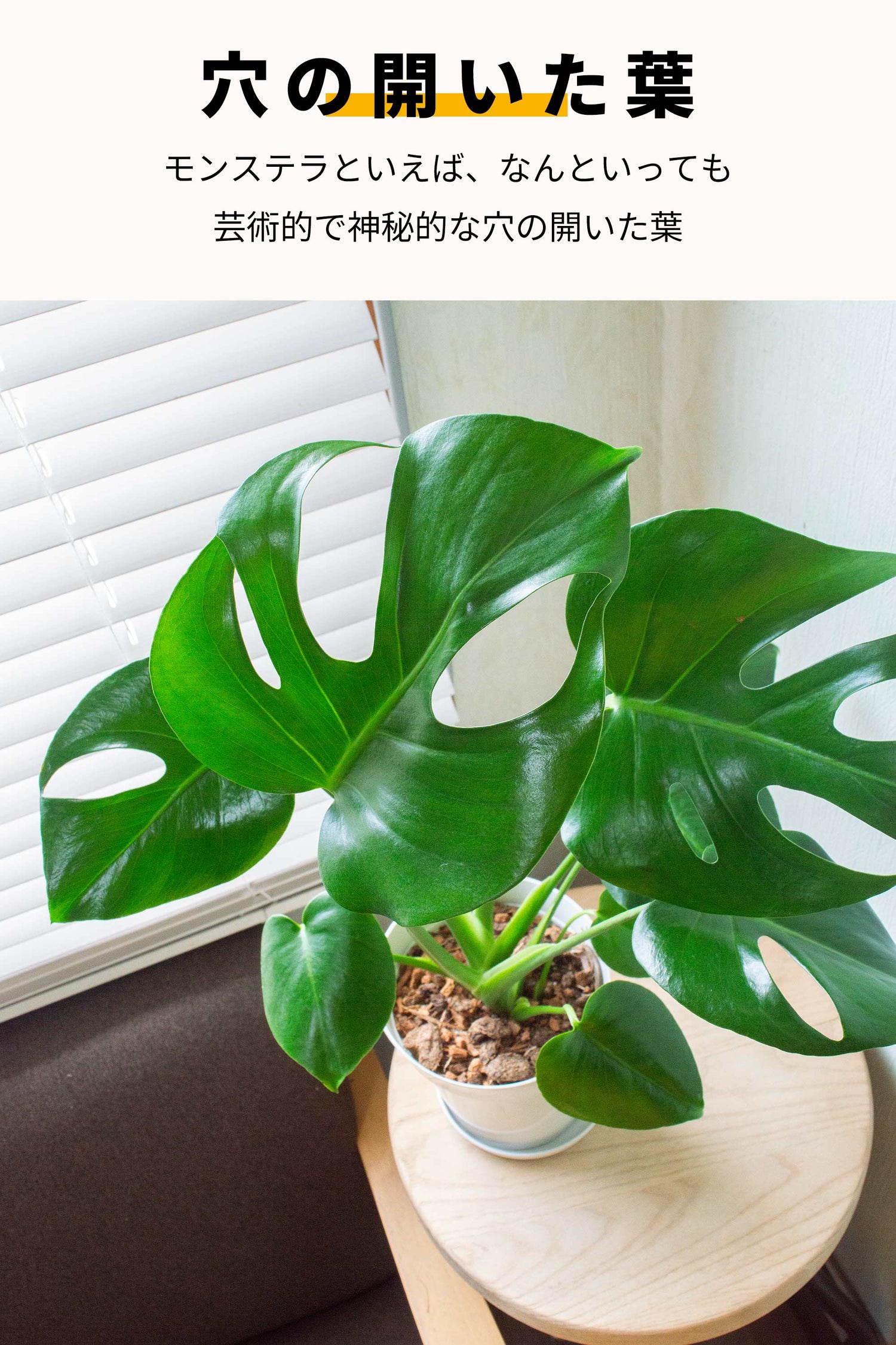 モンステラ 鉢植 5号鉢