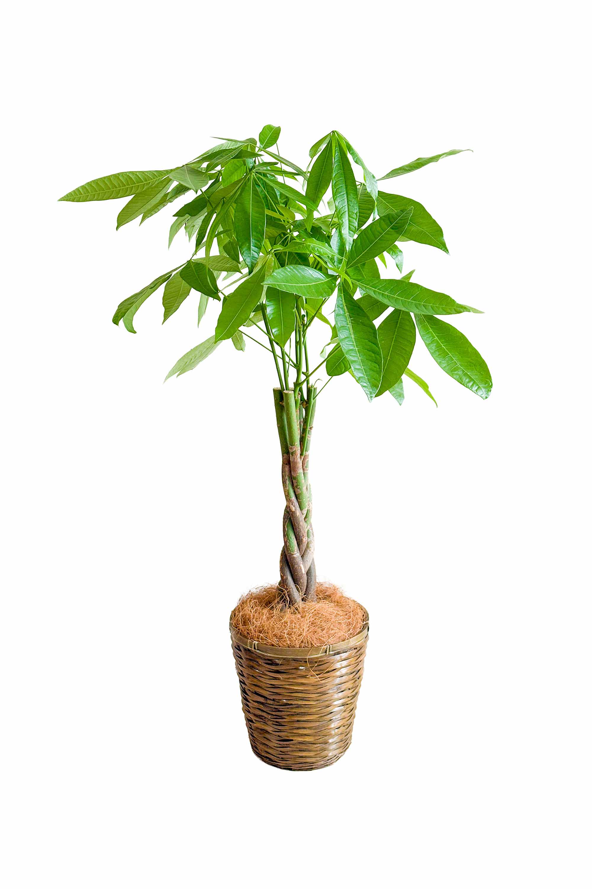 パキラ 編み込み 7号 鉢カバー付き 美品 観葉植物 パキラ 7号鉢 編み込み鉢カバー – miipas