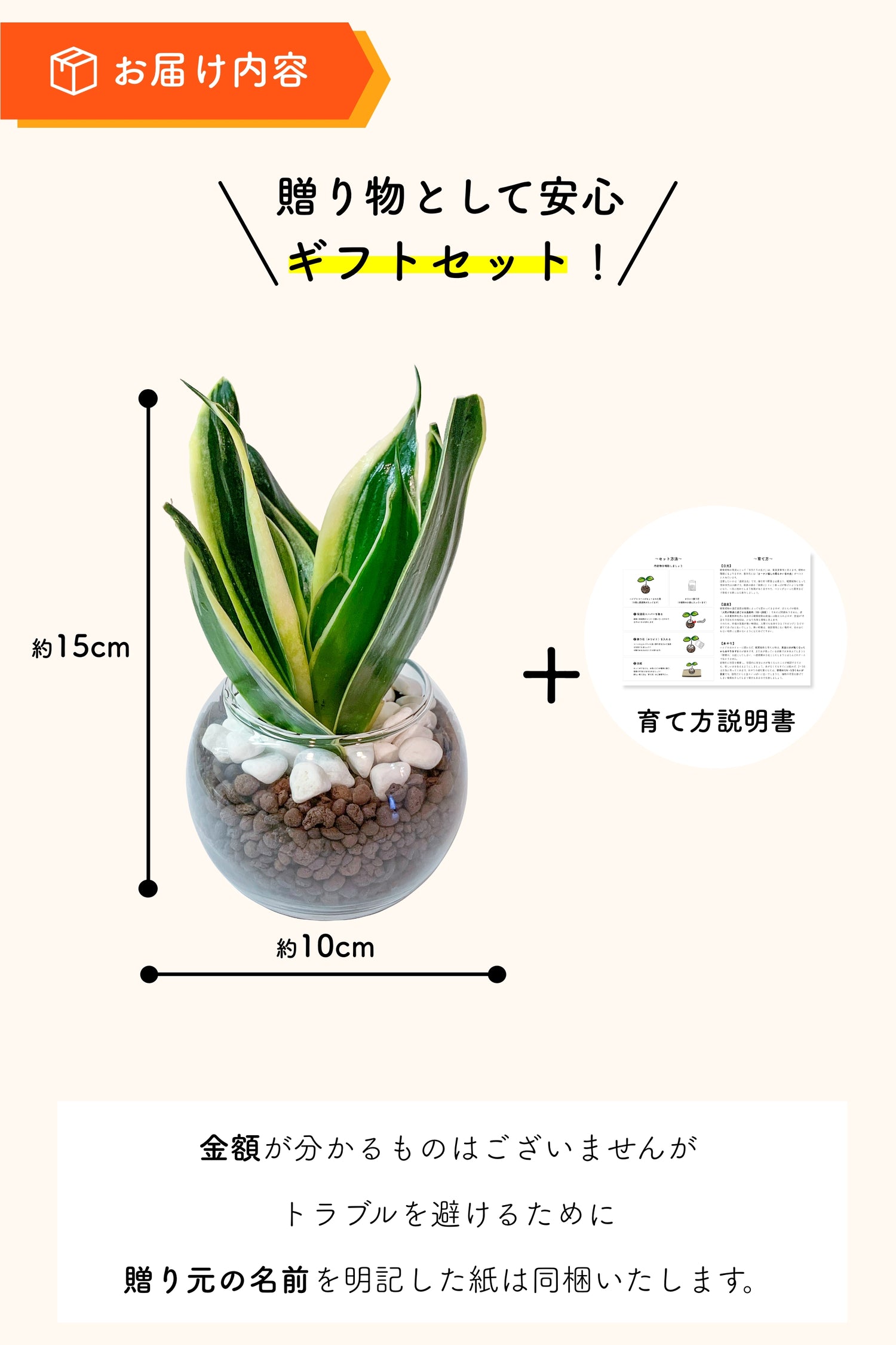 サンスベリア ハイドロカルチャー ギフト梱包「お誕生日おめでとう」