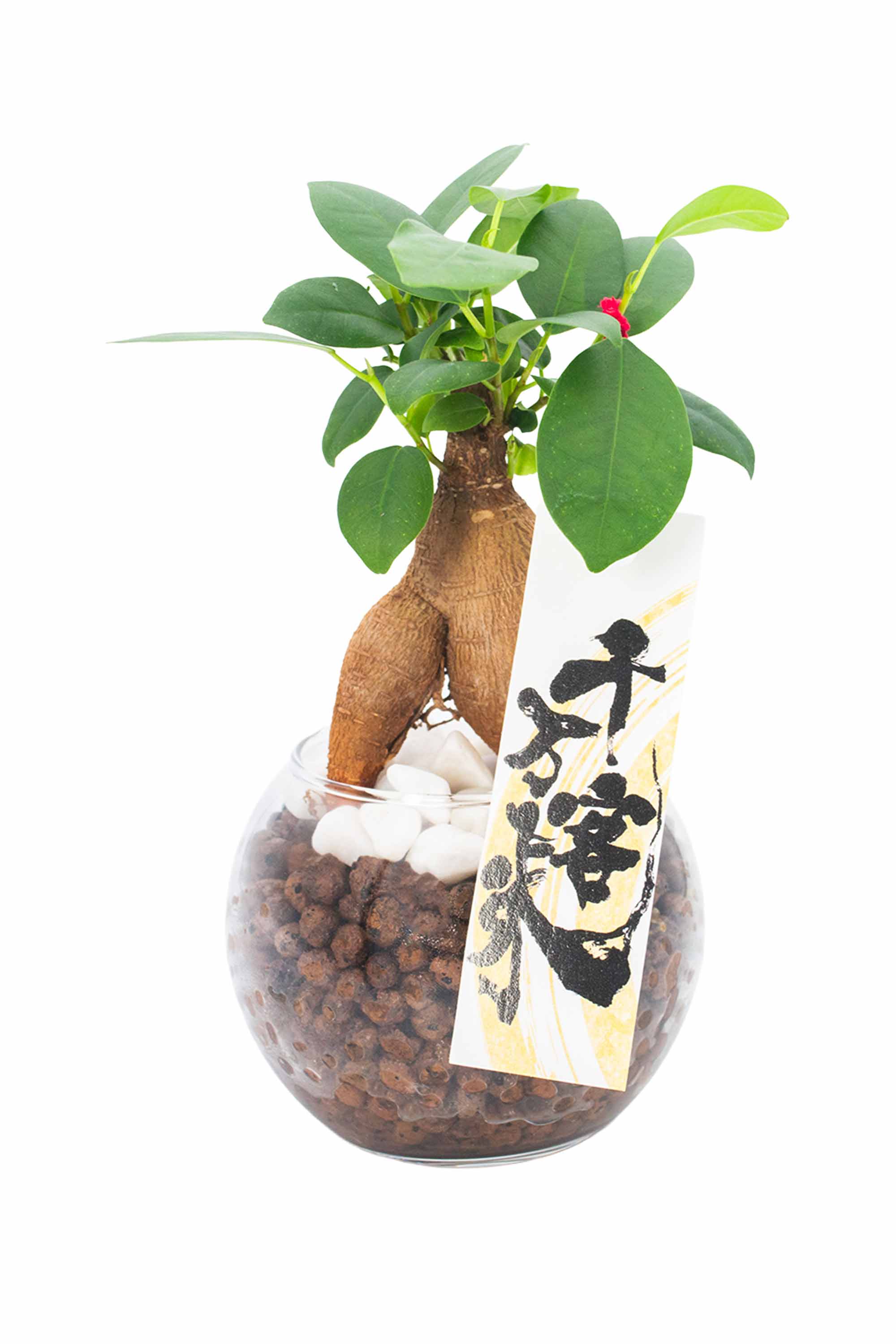 miipas [ミィパス] - グリーン・インテリアブランド