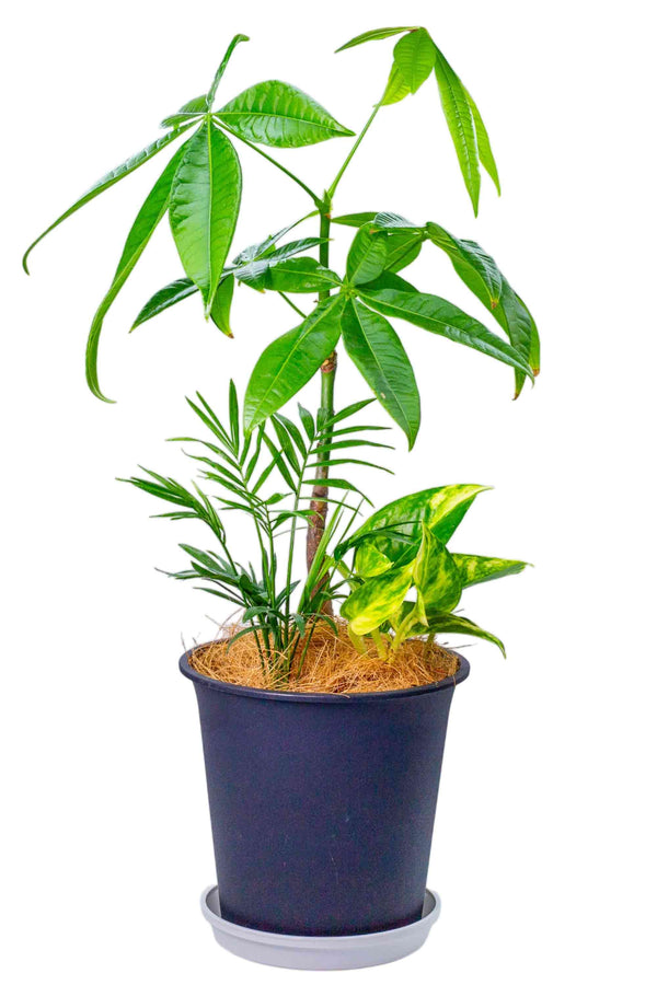 【選べる2つの緑】パキラと美しく育つ 観葉植物の寄せ植え 5号鉢