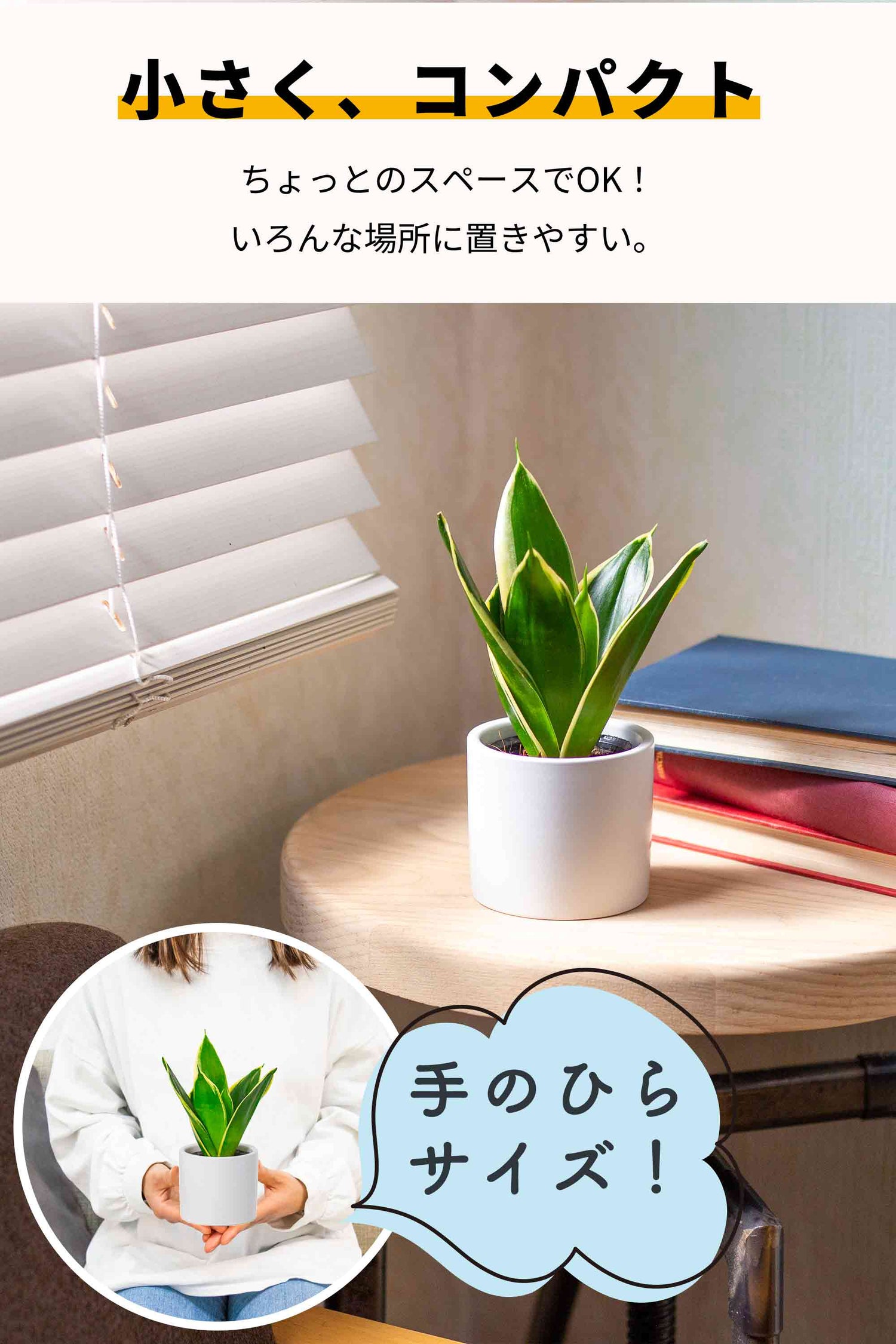 カポック 陶器鉢 2号ポット