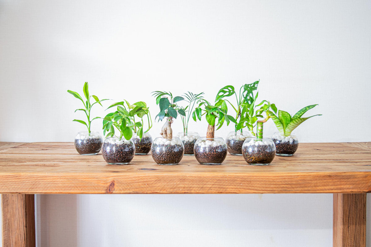手のひらサイズ 観葉植物