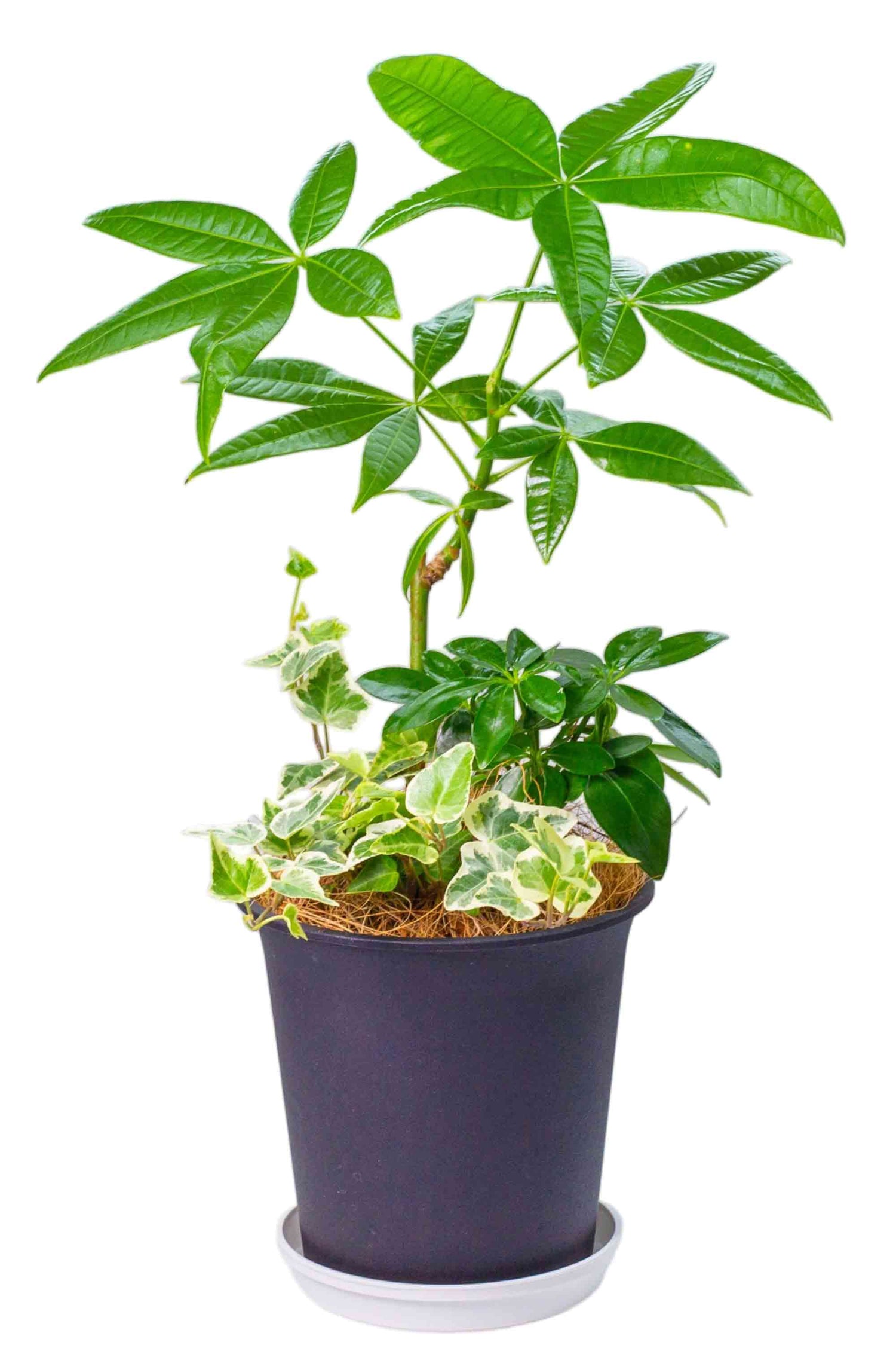 【選べる2つの緑】パキラと美しく育つ 観葉植物の寄せ植え 5号鉢
