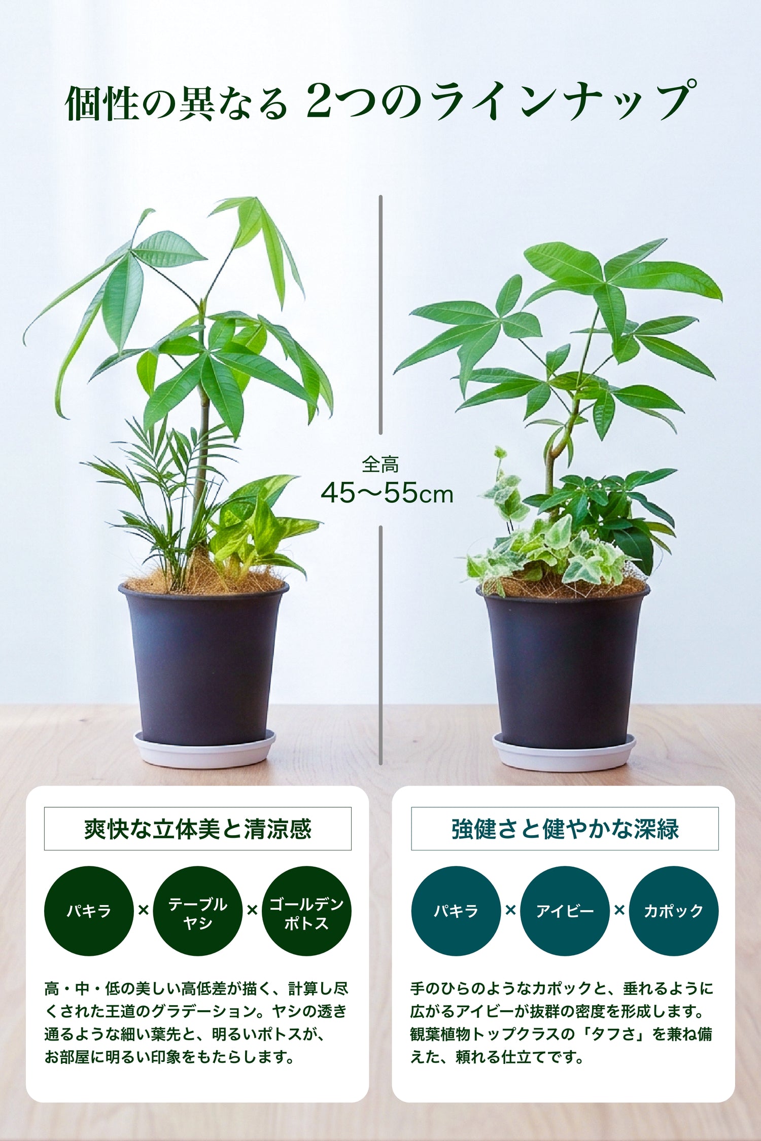 【選べる2つの緑】パキラと美しく育つ 観葉植物の寄せ植え 5号鉢