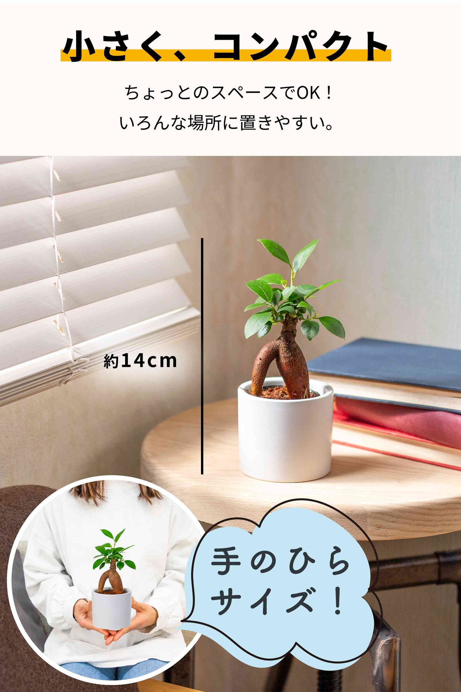 ガジュマル 陶器鉢 2号ポット