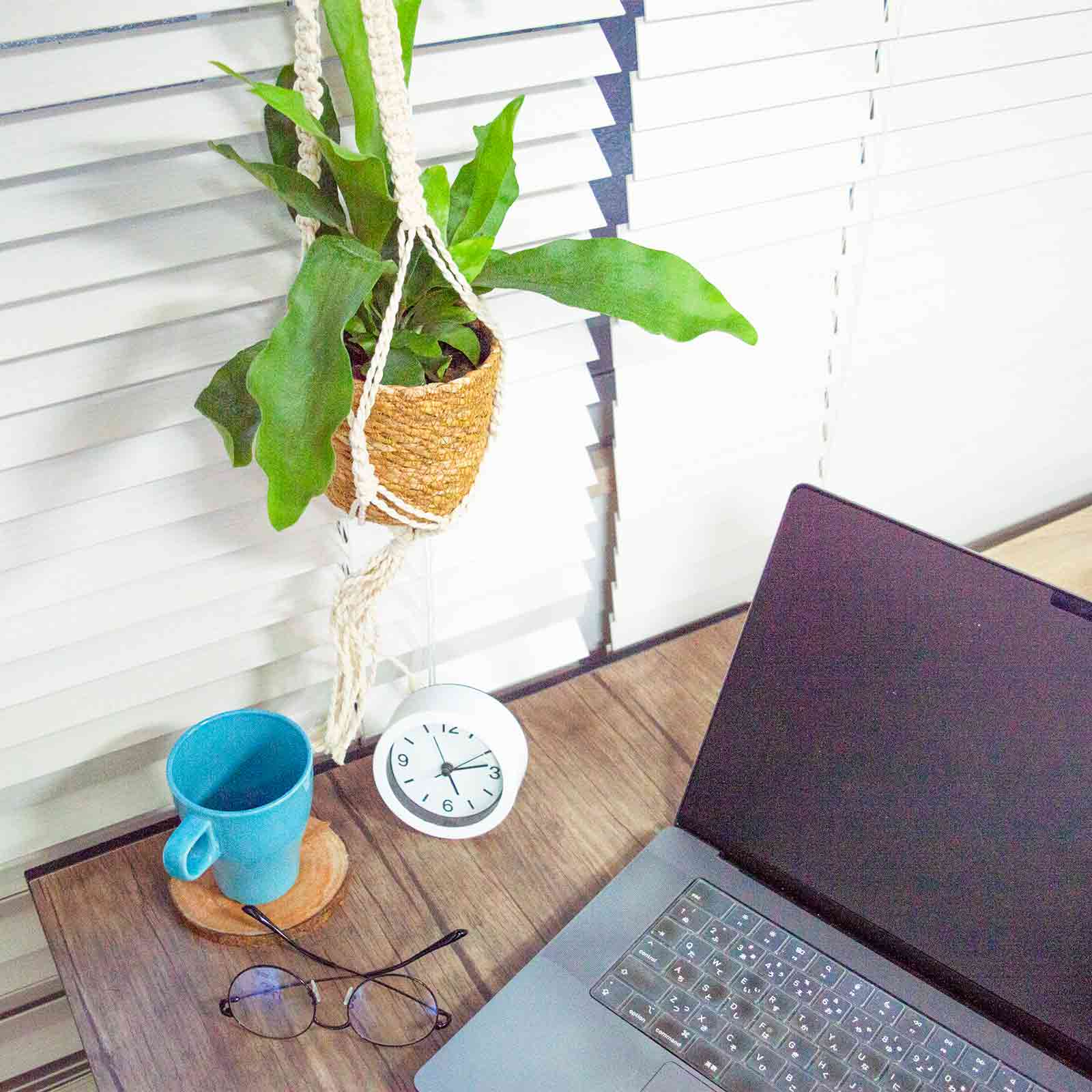 ビカクシダ （コウモリラン） ハンギング 吊り下げ – miipas