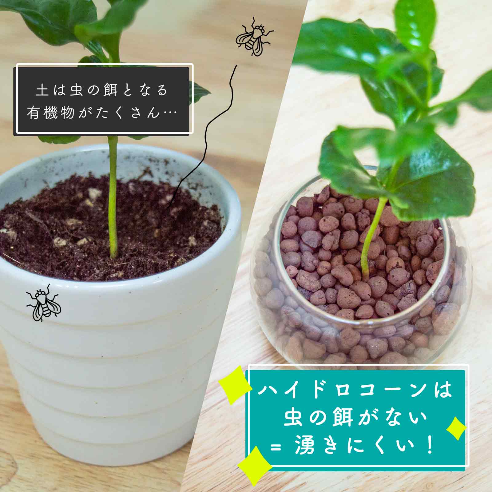 ミリオンバンブー ストレート９本⭐️ラッキーキング⭐️室内観葉植物