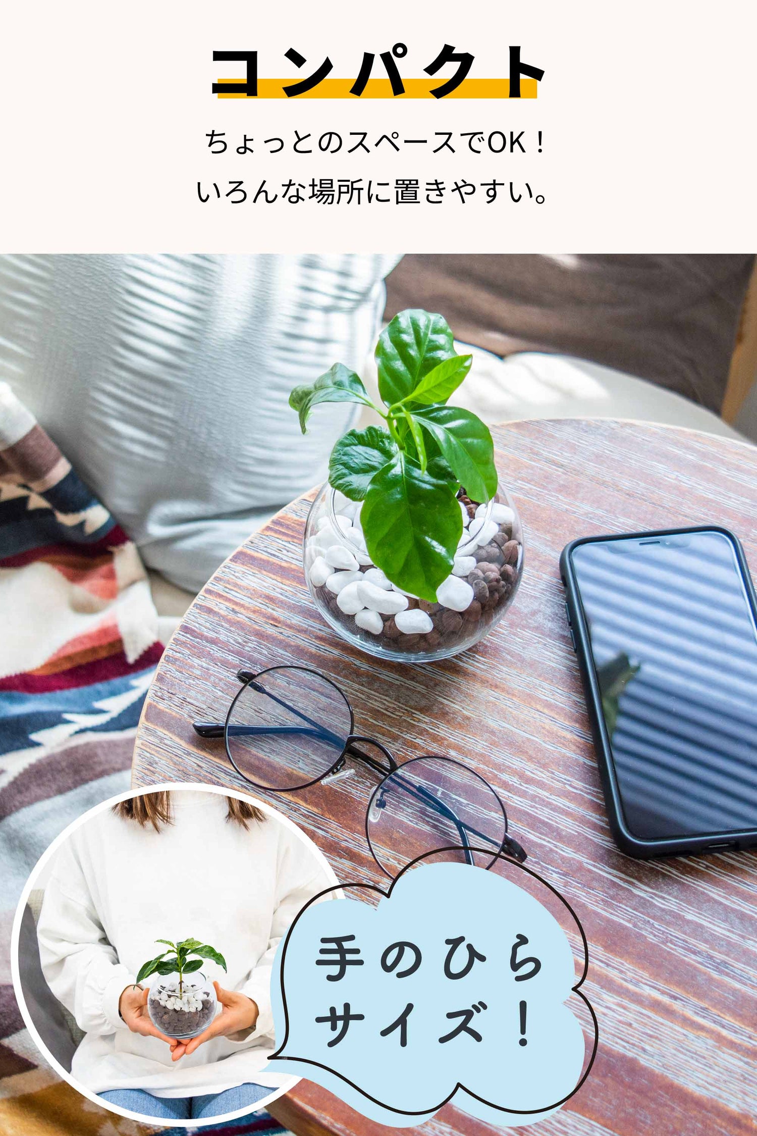 コーヒーの木 ハイドロカルチャー