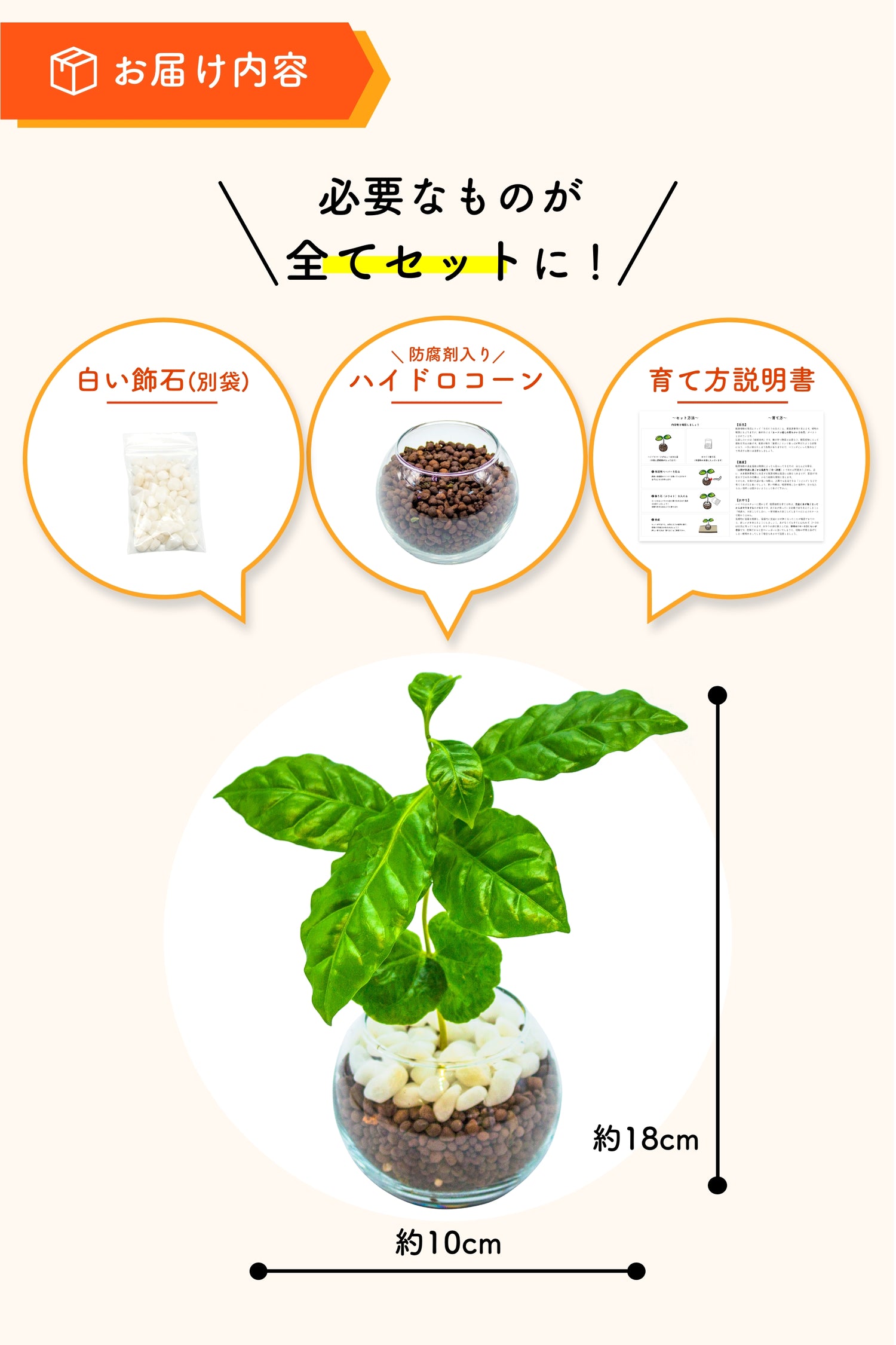 コーヒーの木 ハイドロカルチャー