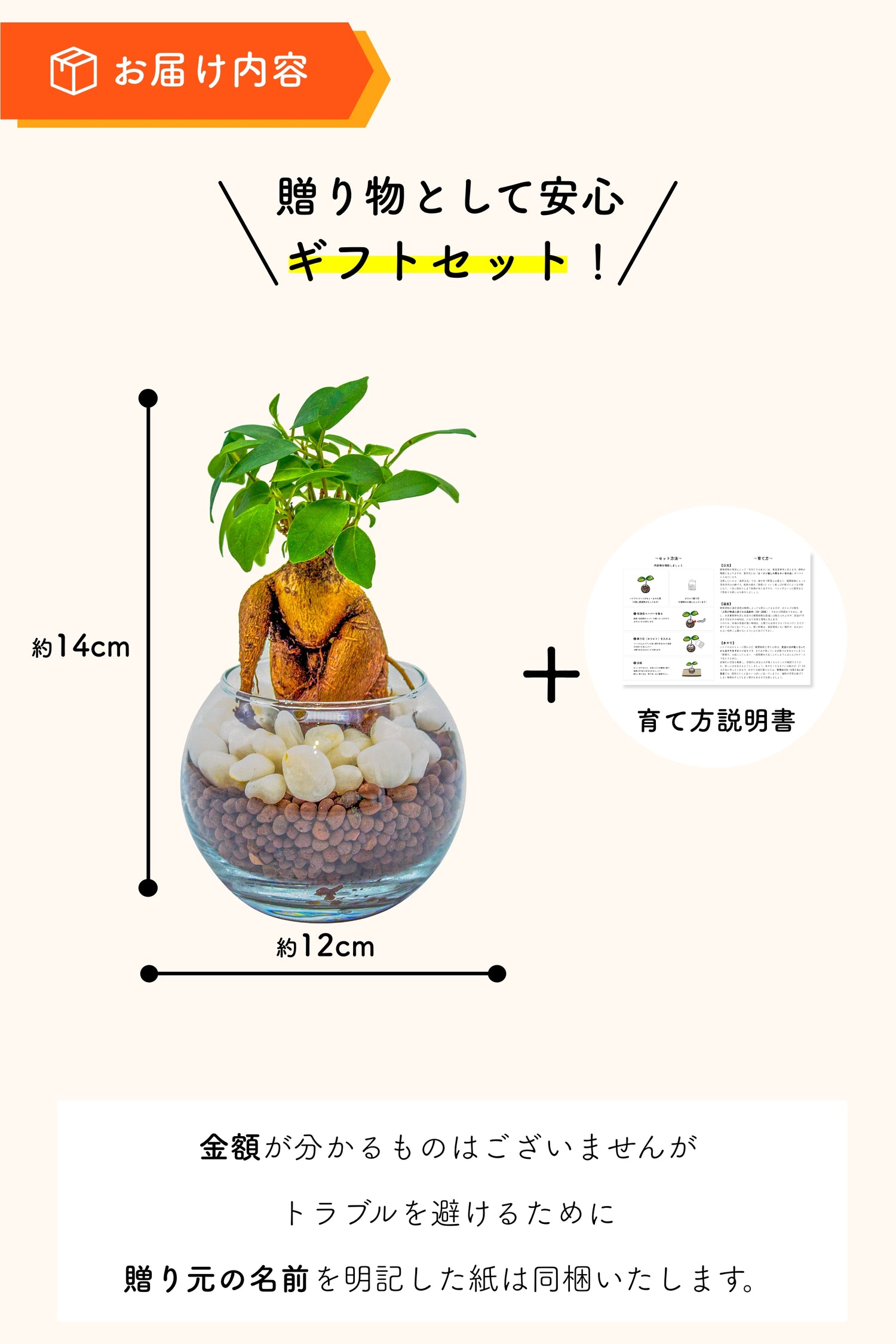 ガジュマル ハイドロカルチャー ギフト梱包「お誕生日おめでとう」