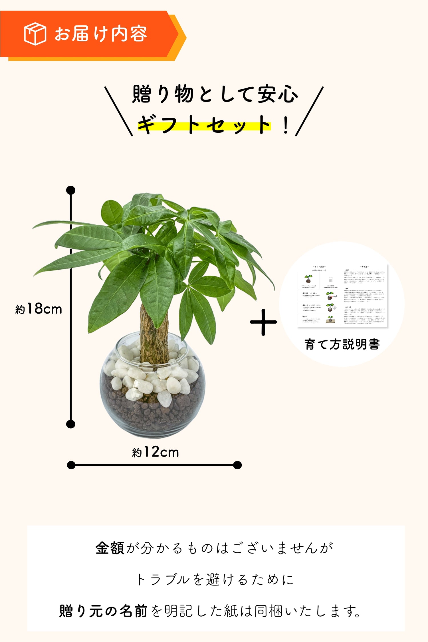 パキラ ハイドロカルチャー ギフト梱包「お誕生日おめでとう」