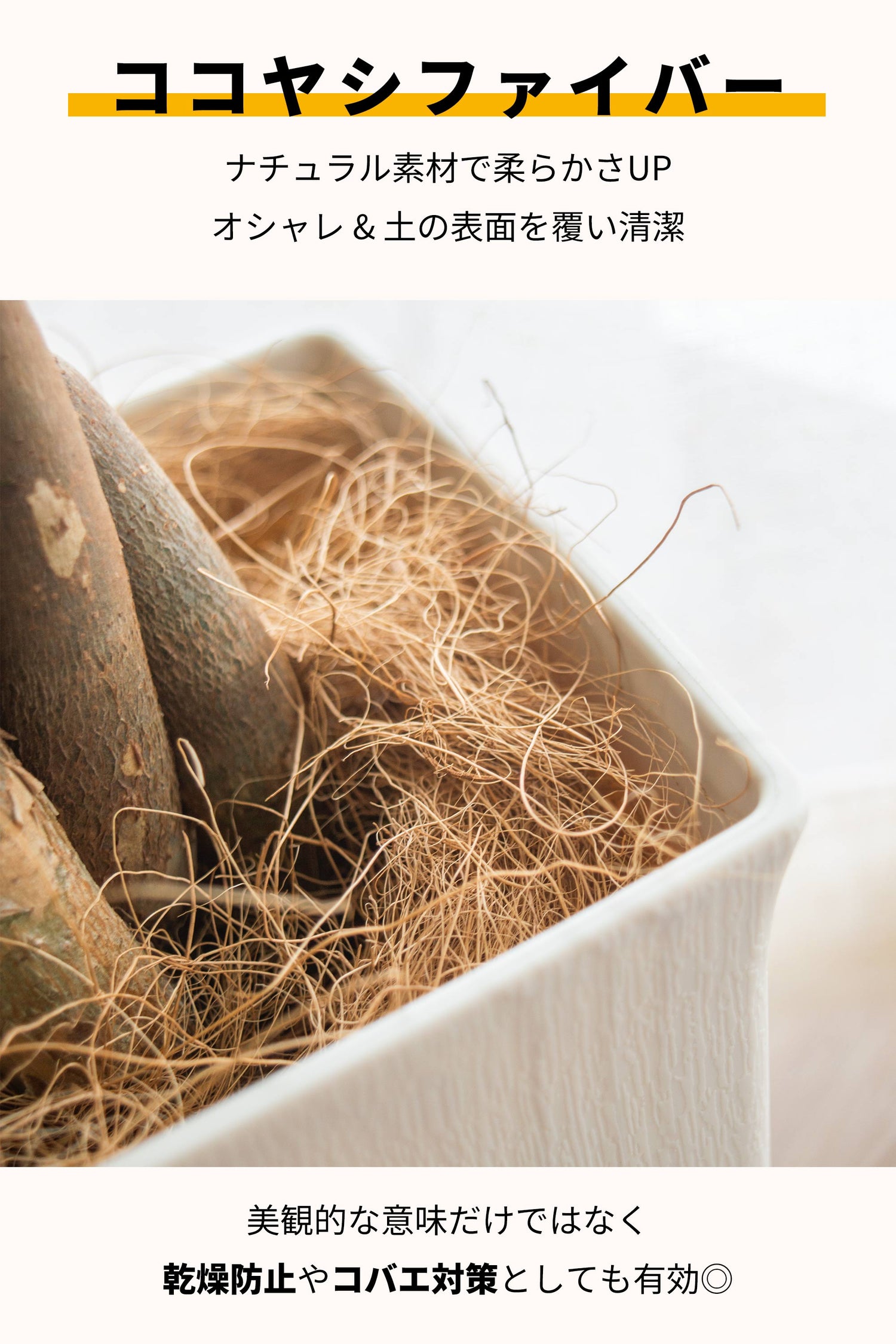 パキラ 鉢植 5号鉢