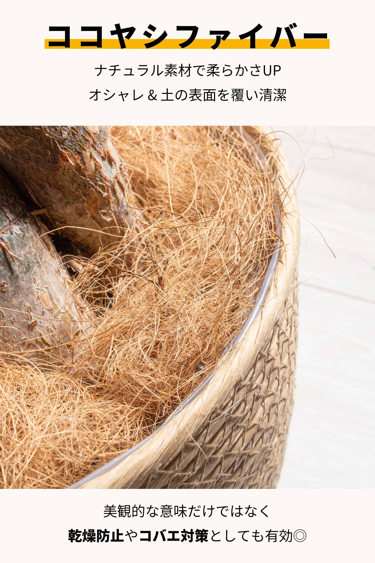 パキラ 7号鉢 編み込み鉢カバー