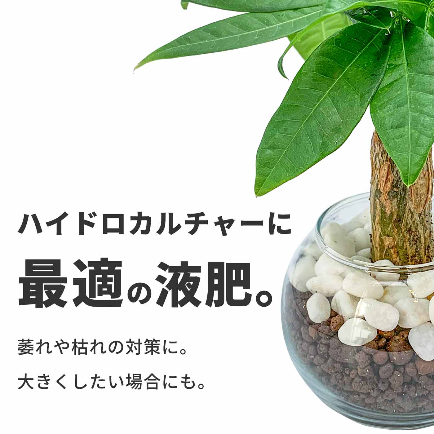 液体肥料 業務用 150ml 水耕栽培 ハイドロカルチャー向け