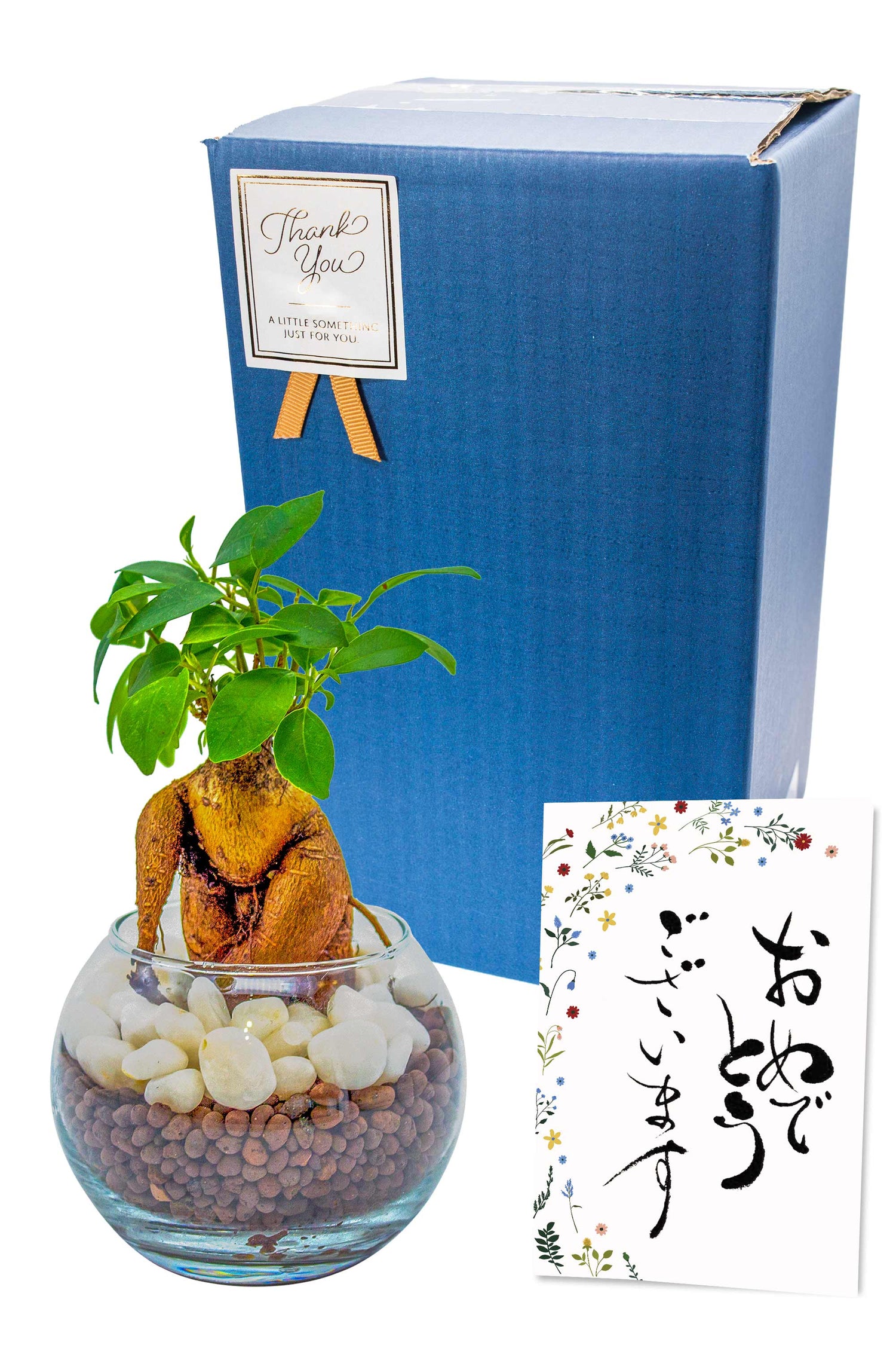 ガジュマル ハイドロカルチャー ギフト梱包「おめでとうございます」