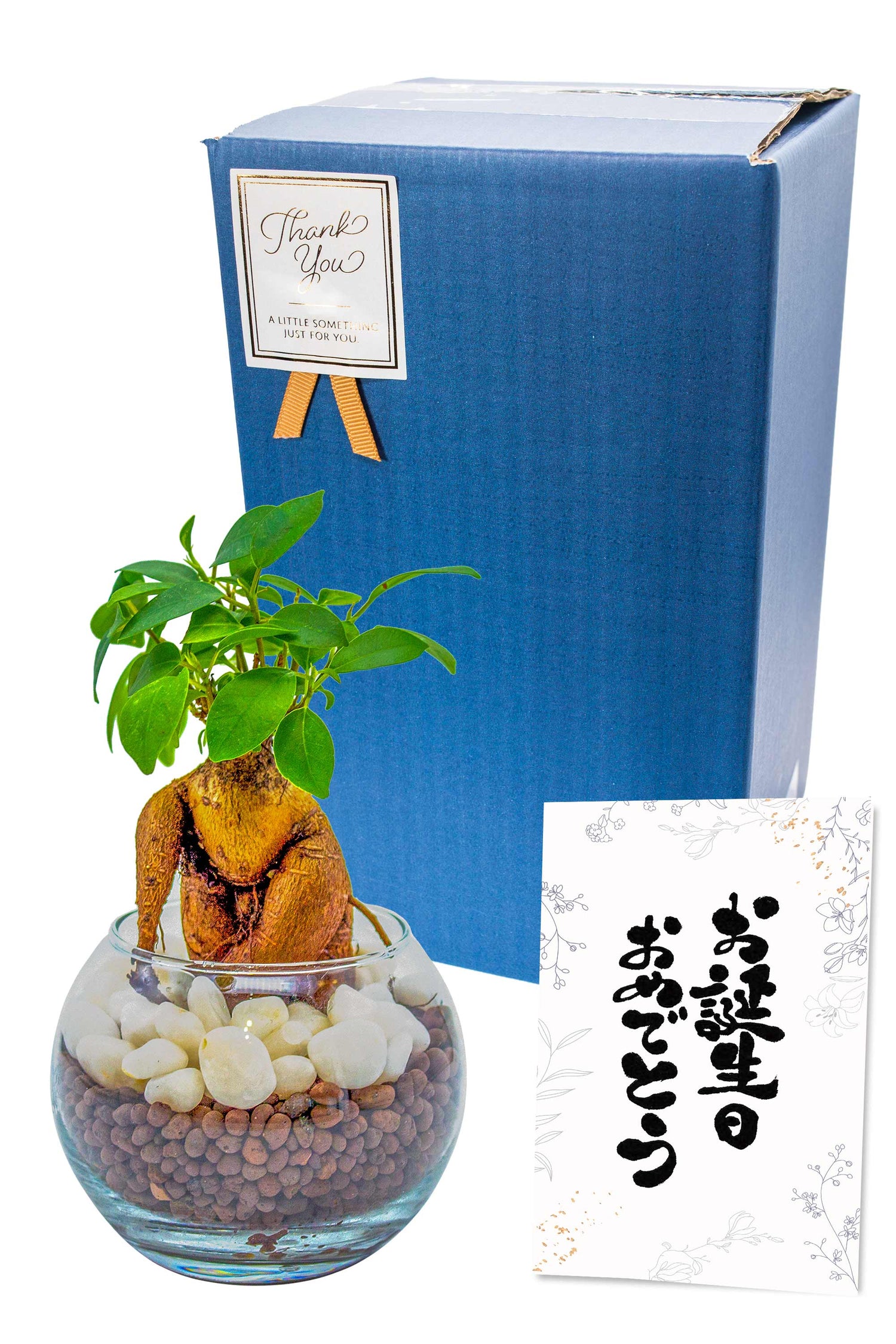 ガジュマル ハイドロカルチャー ギフト梱包「お誕生日おめでとう」