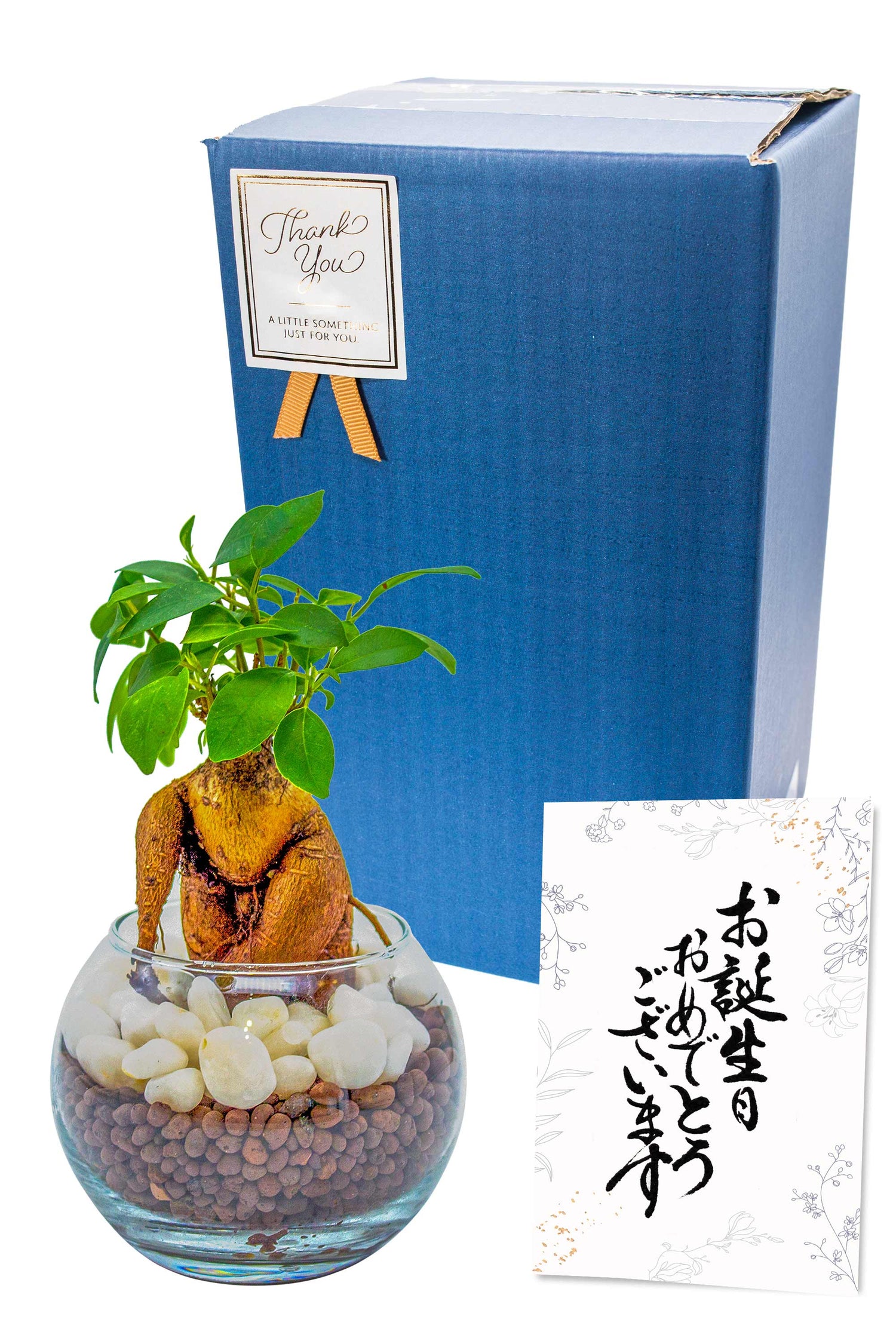 ガジュマル ハイドロカルチャー ギフト梱包「お誕生日おめでとうございます」