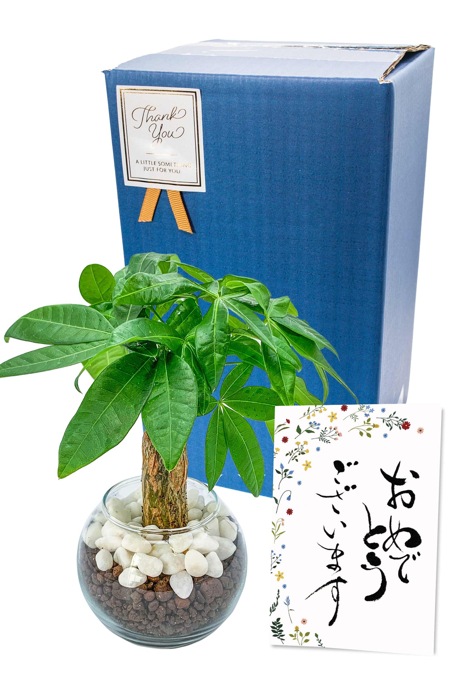 パキラ ハイドロカルチャー ギフト梱包「おめでとうございます」