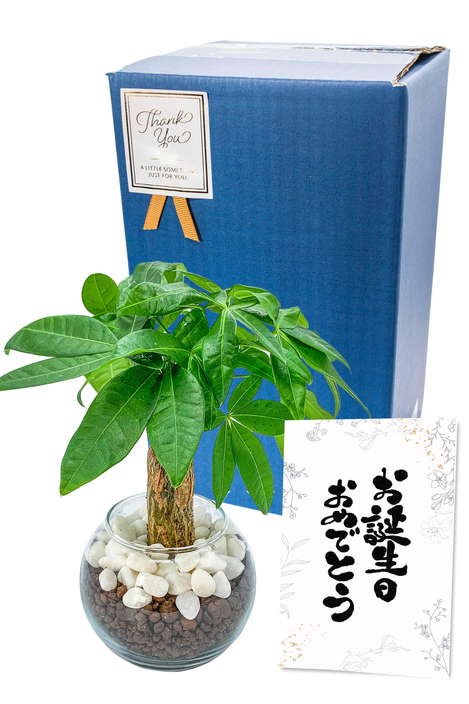 パキラ ハイドロカルチャー ギフト梱包「お誕生日おめでとう」