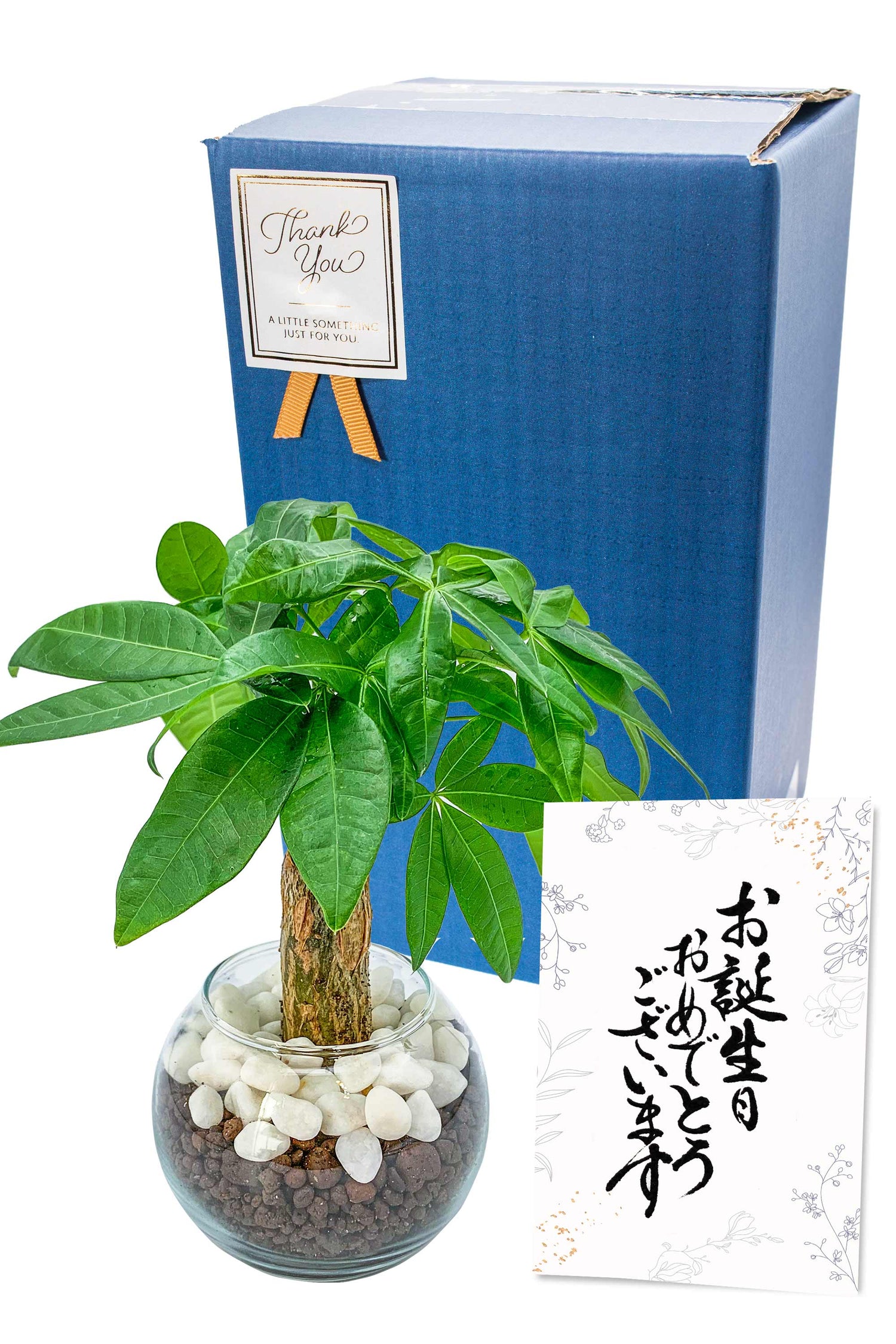 パキラ ハイドロカルチャー ギフト梱包「お誕生日おめでとうございます」