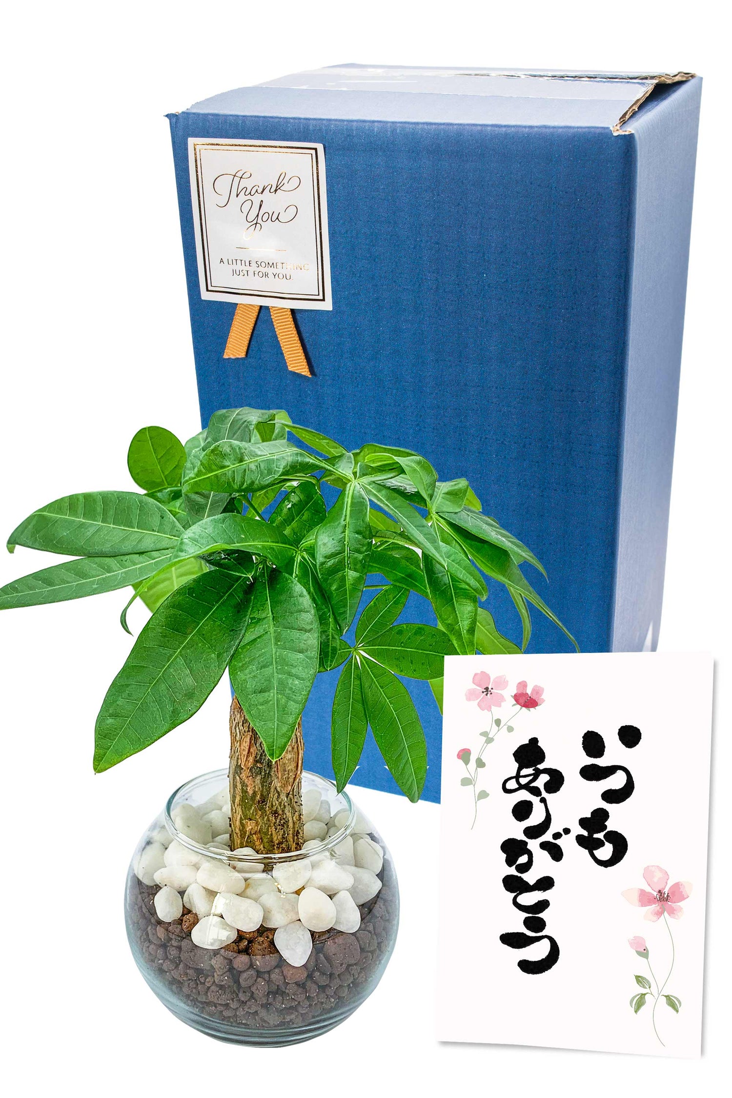 パキラ ハイドロカルチャー ギフト梱包「いつもありがとう」