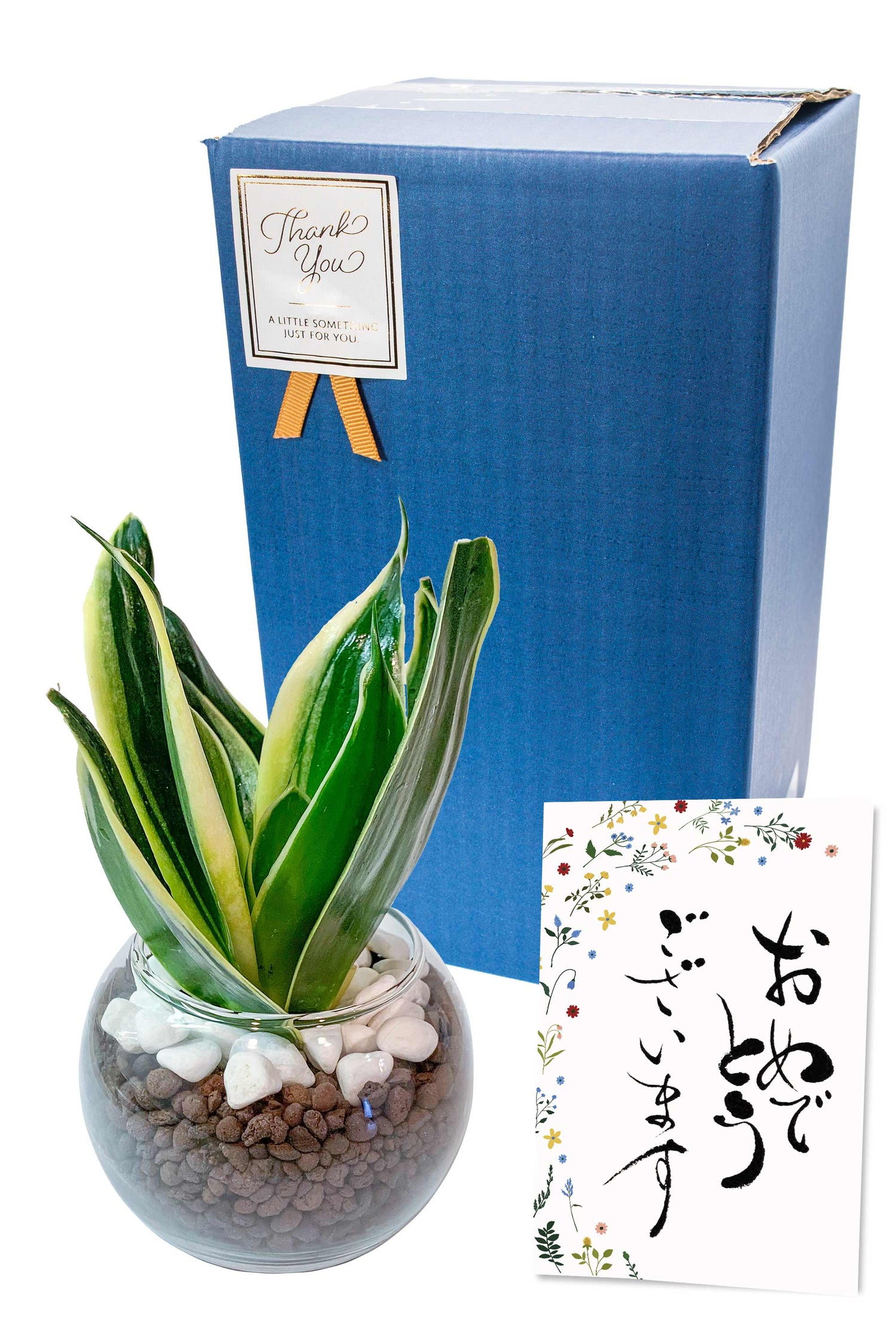 サンスベリア ハイドロカルチャー ギフト梱包「おめでとうございます」
