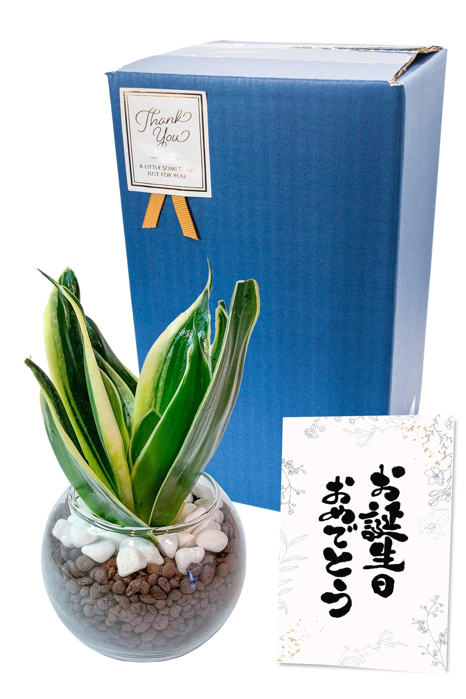 サンスベリア ハイドロカルチャー ギフト梱包「お誕生日おめでとう」