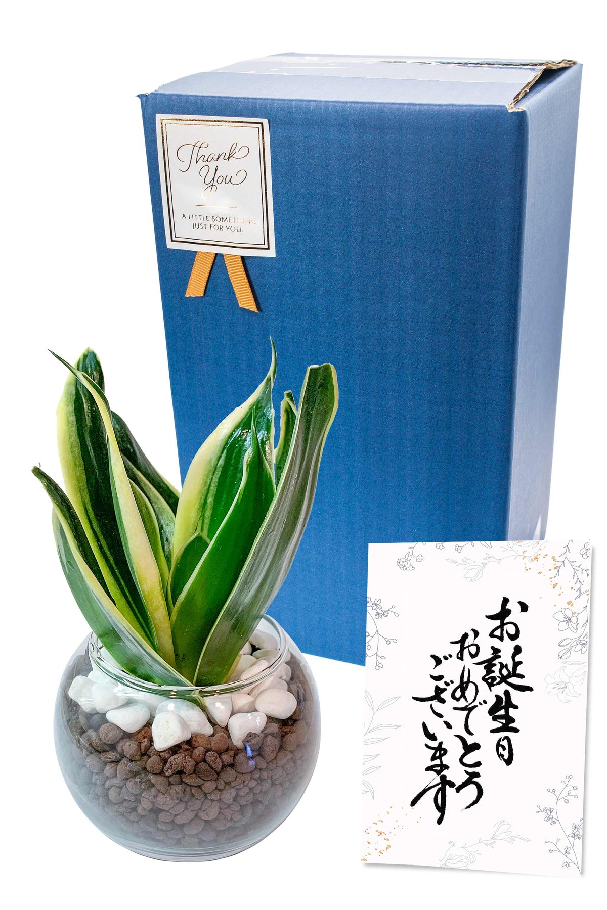 サンスベリア ハイドロカルチャー ギフト梱包「お誕生日おめでとうございます」