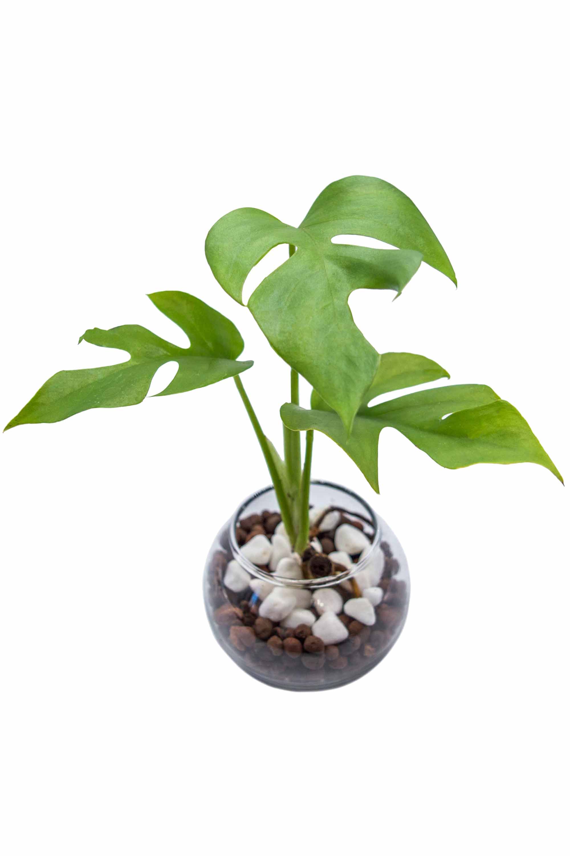 観葉植物 – Page 2 – miipas