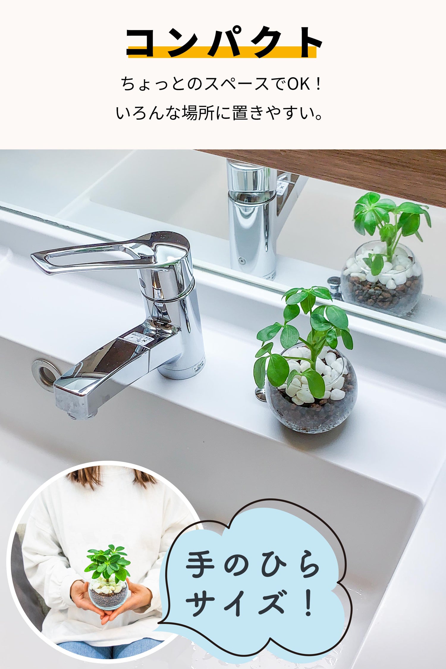 カポック ハイドロカルチャー 丸い葉っぱの観葉植物