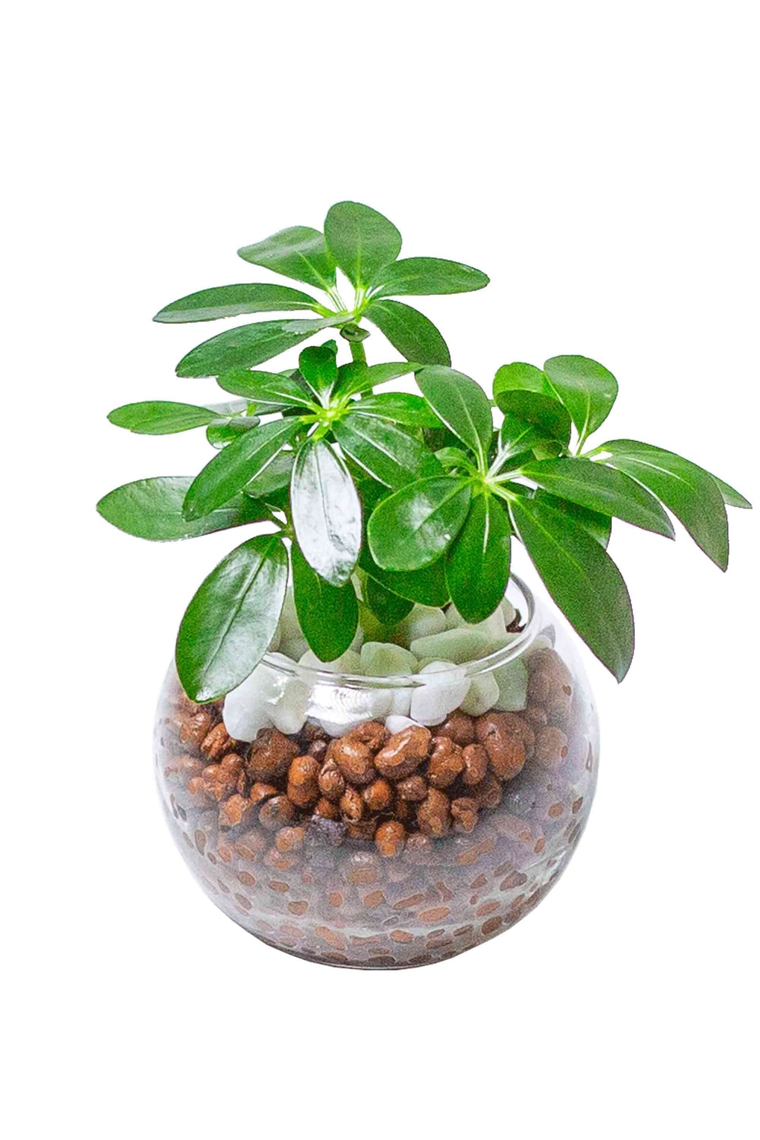 カポック ハイドロカルチャー 丸い葉っぱの観葉植物