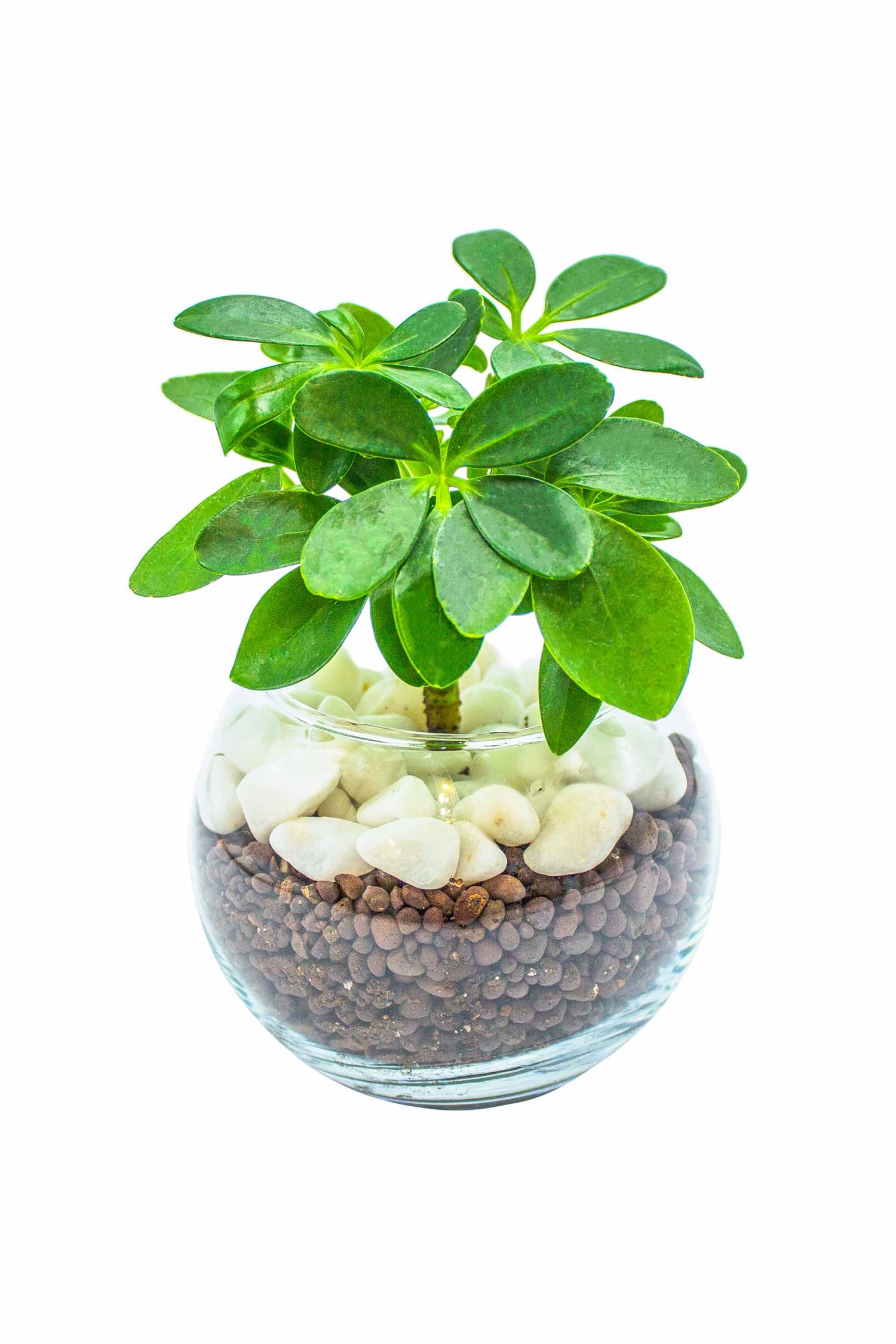 カポック ハイドロカルチャー 丸い葉っぱの観葉植物