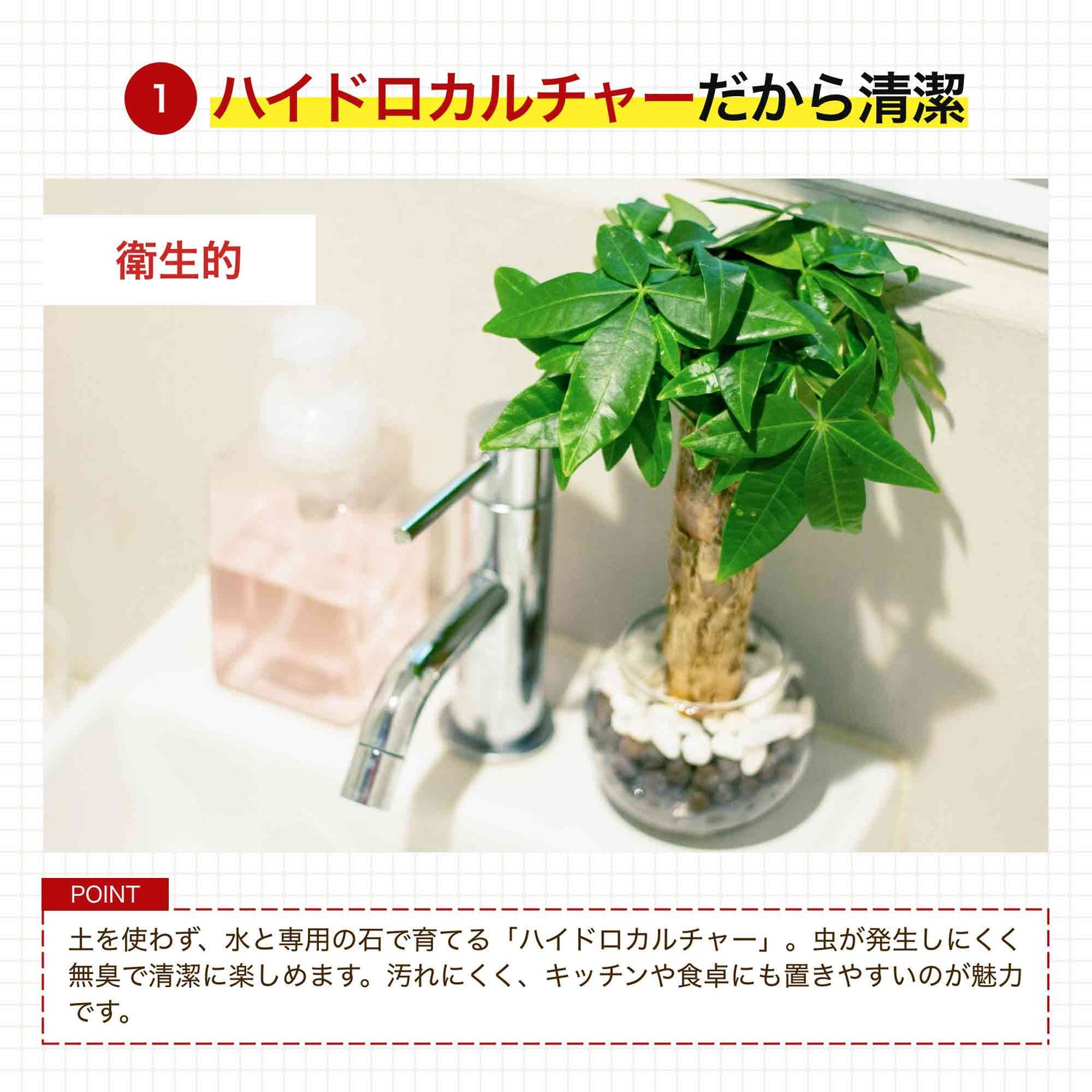 【2026 母の日ギフト】パキラ ハイドロカルチャー ギフト梱包