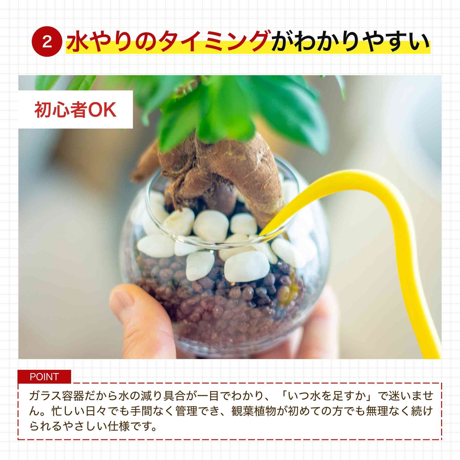 【2026 母の日ギフト】パキラ ハイドロカルチャー ギフト梱包