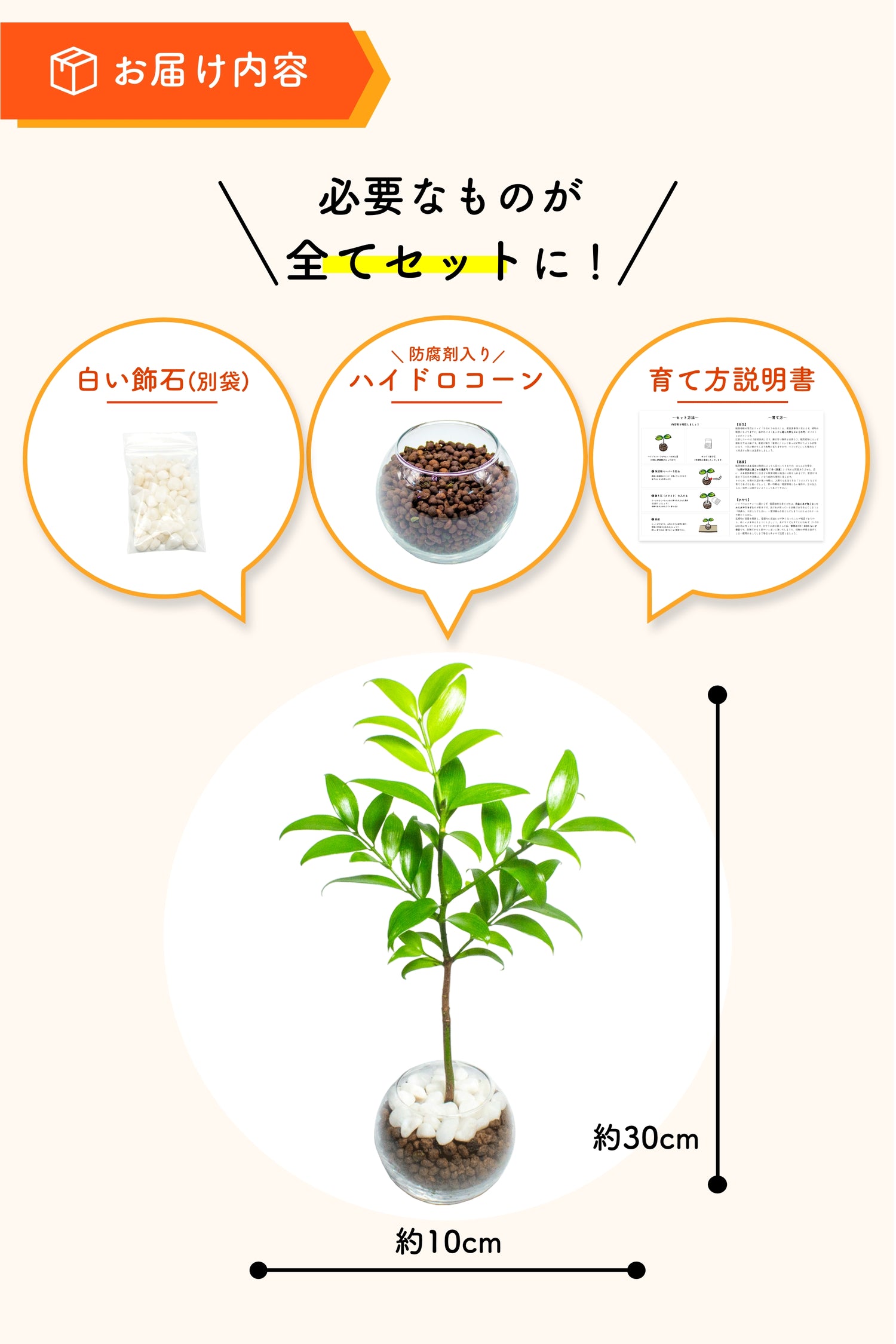 ナギ 梛木 ハイドロカルチャー