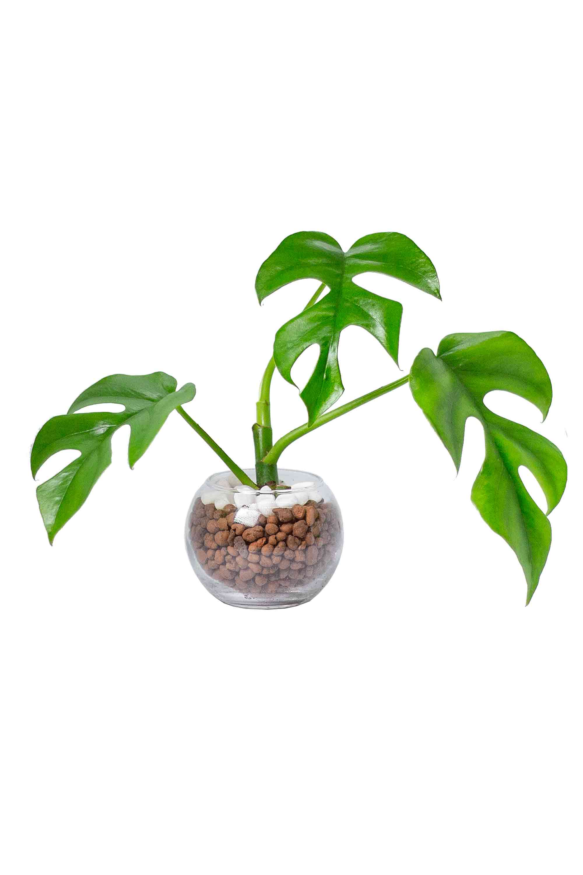 観葉植物 – Page 2 – miipas