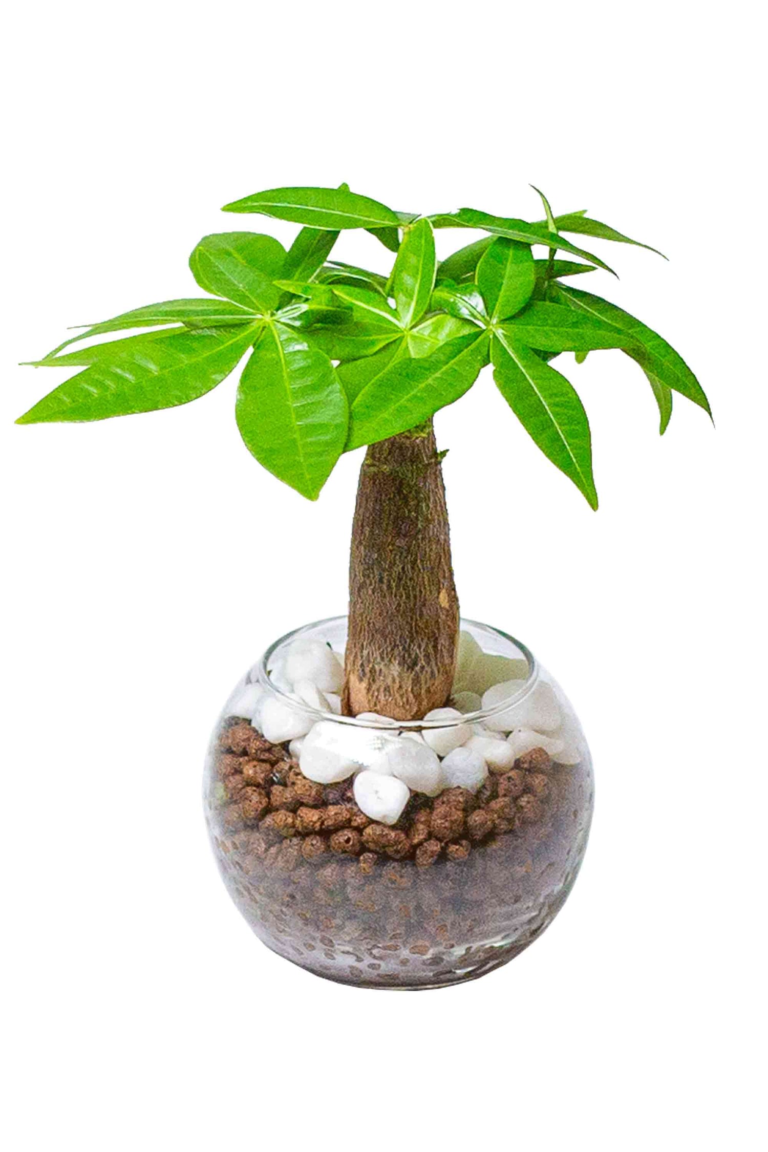 パキラ ハイドロカルチャー