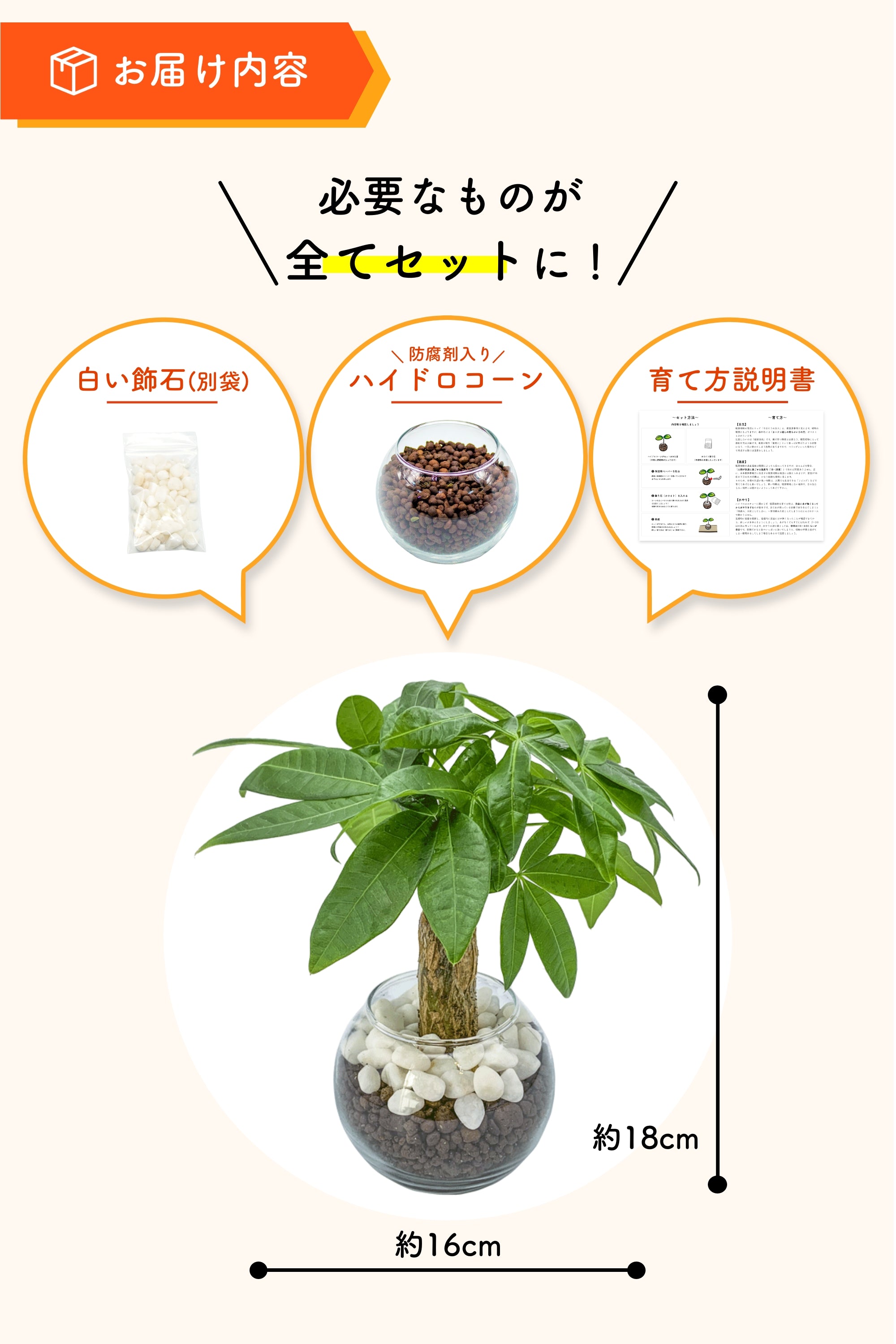 ねじり幹の存在感◎】パキラ 大株 観葉植物＊育てやすく縁起も