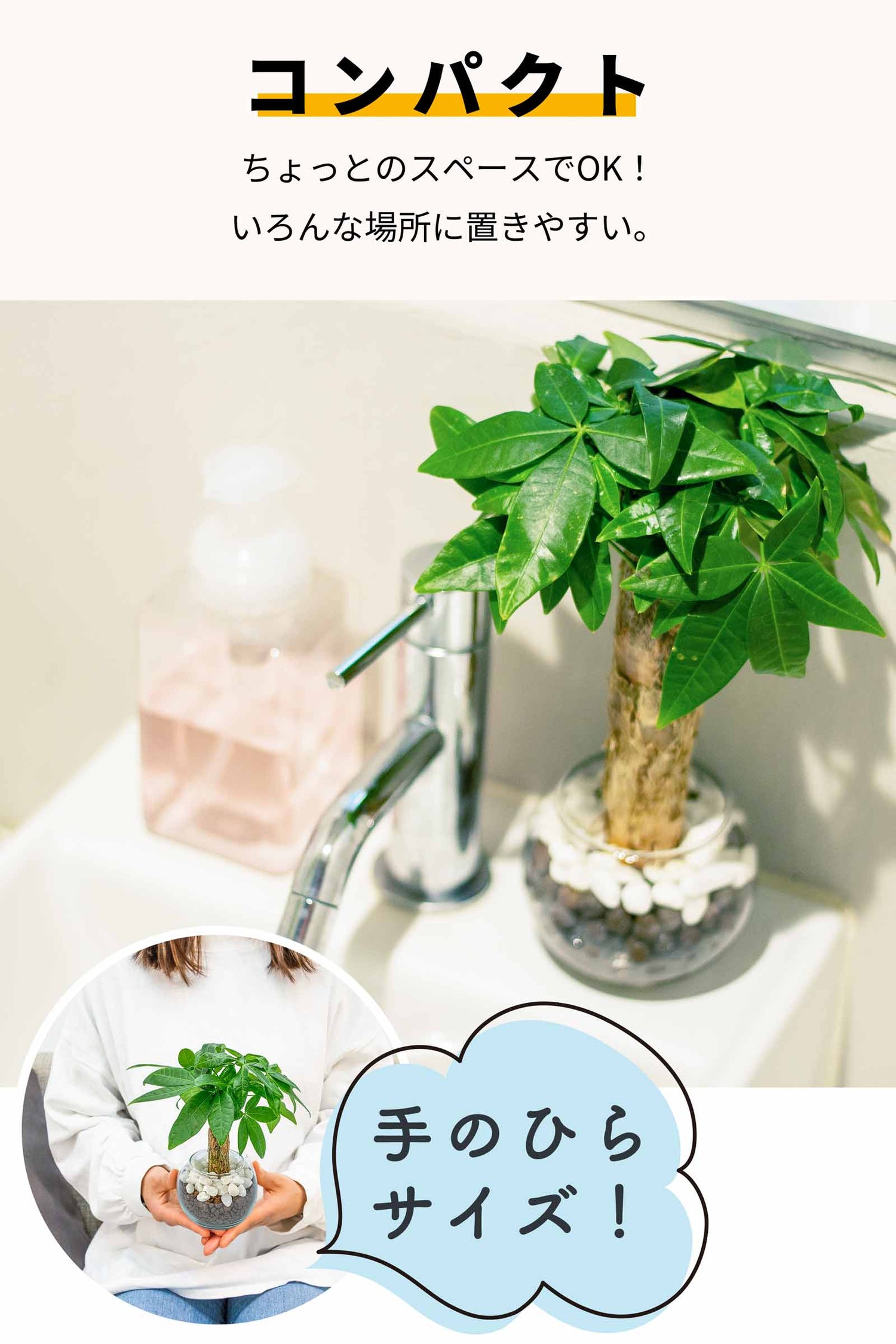 パキラ ハイドロカルチャー