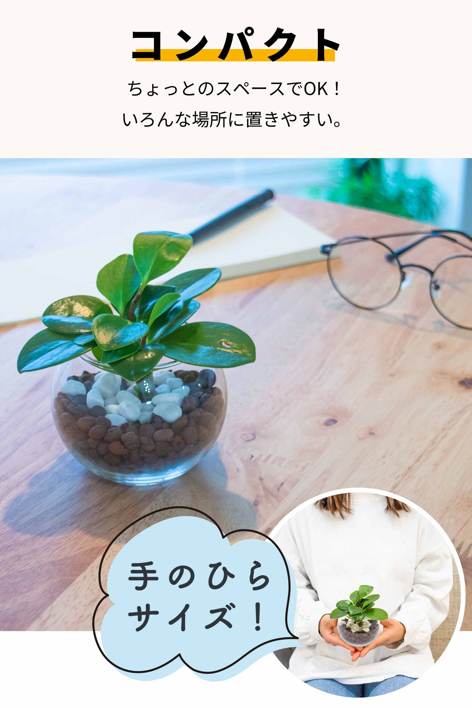 ペペロミア ハイドロカルチャー