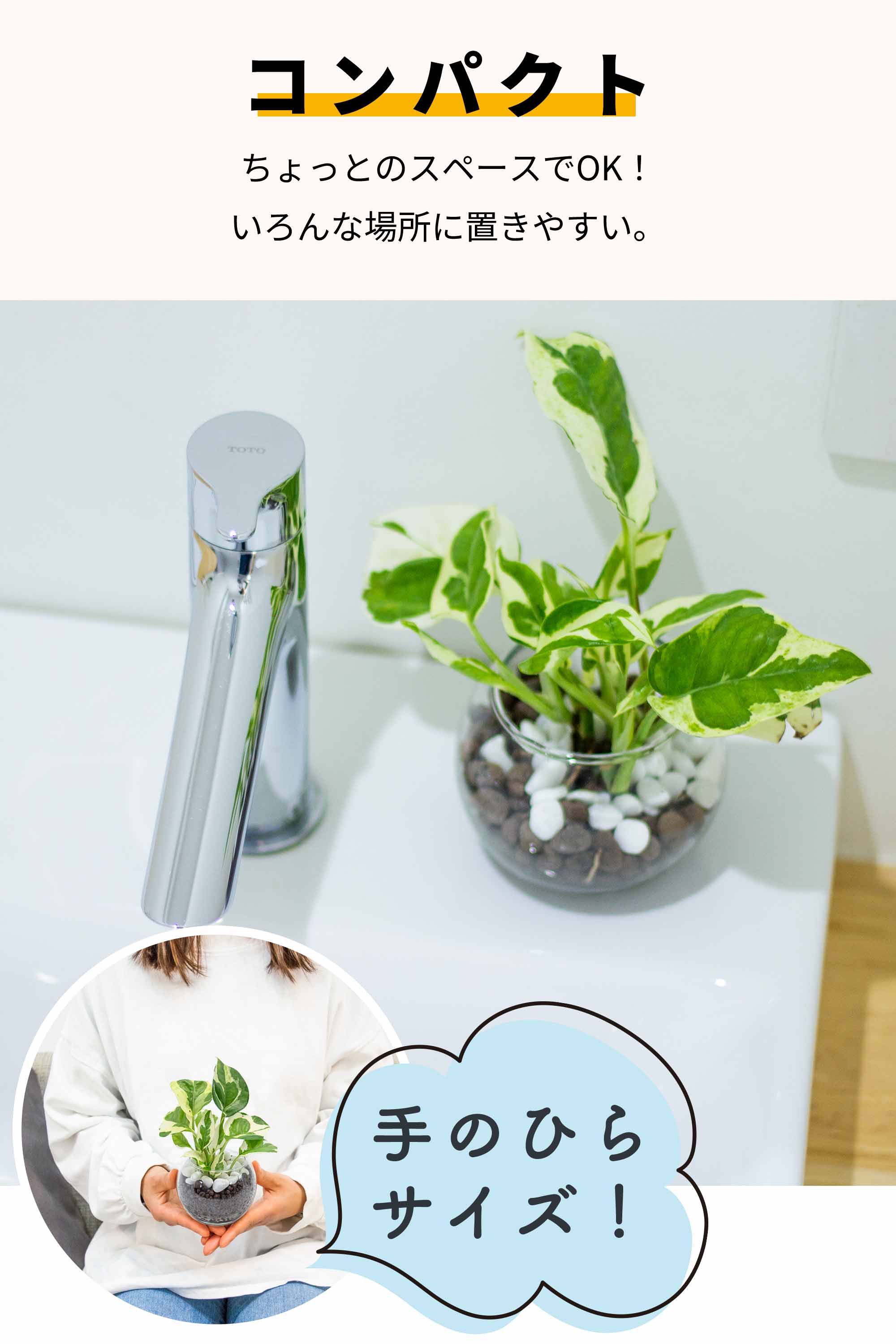 ポトスエンジョイ ハイドロカルチャー ミニサイズ 3号 手入れ簡単 虫が