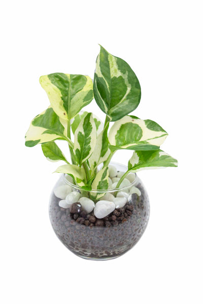 レア❤️葉挿しセット✨ホリコロ等✨1セットのみ❤️ ポトスエンジョイ ハイドロカルチャー ミニサイズ 3号 手入れ簡単 虫が