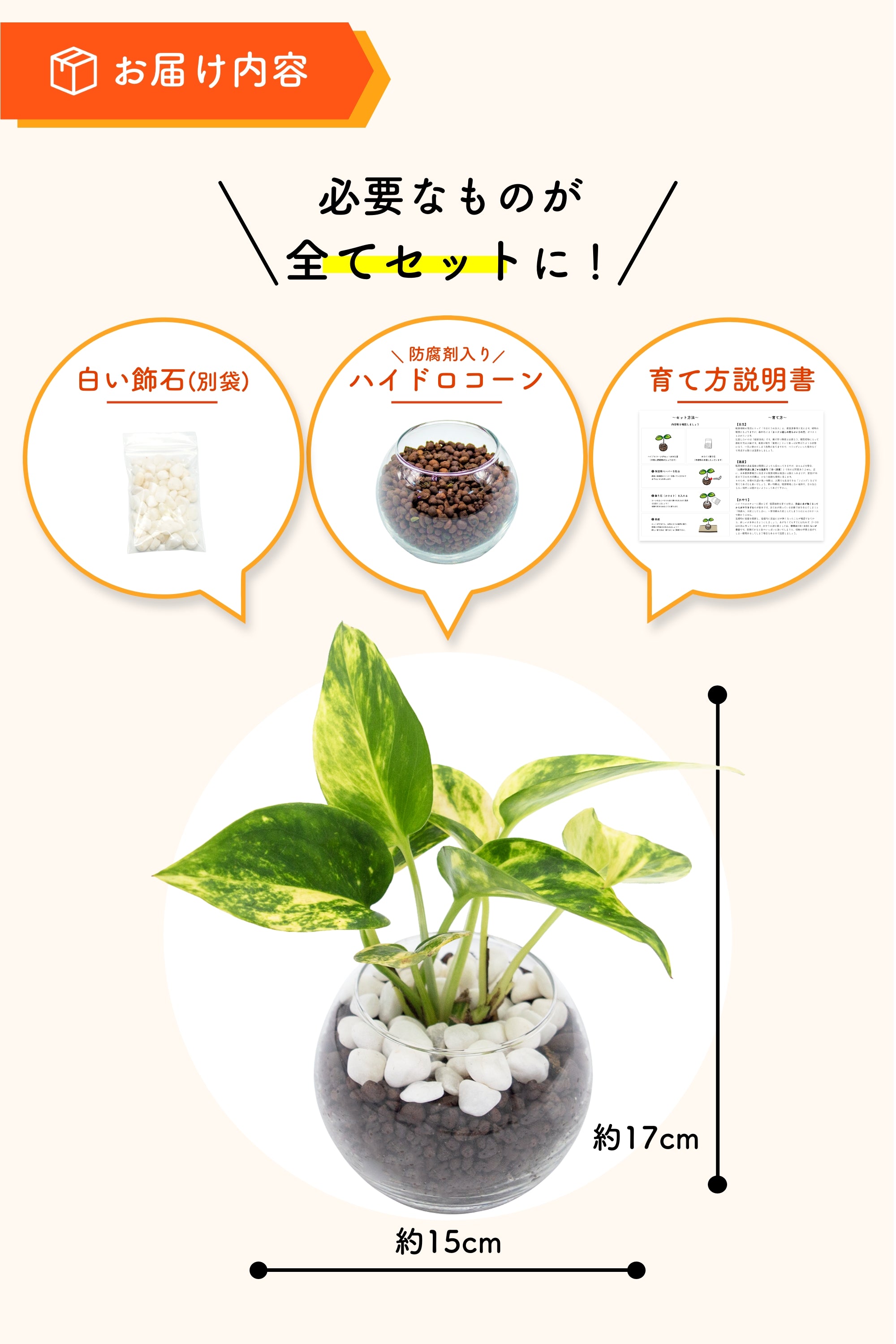 ゴールデンポトス ハイドロカルチャー – miipas